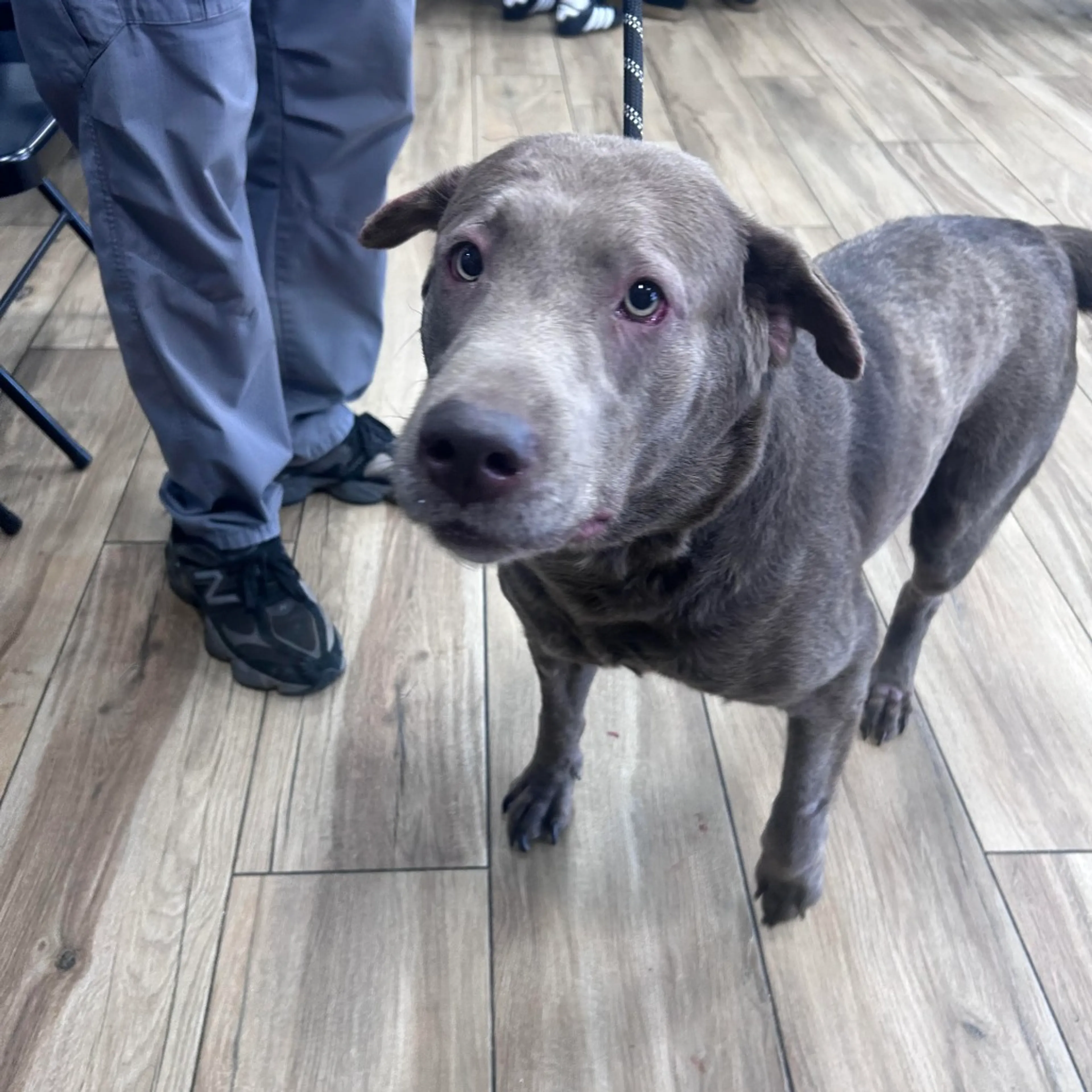 Found pet-1