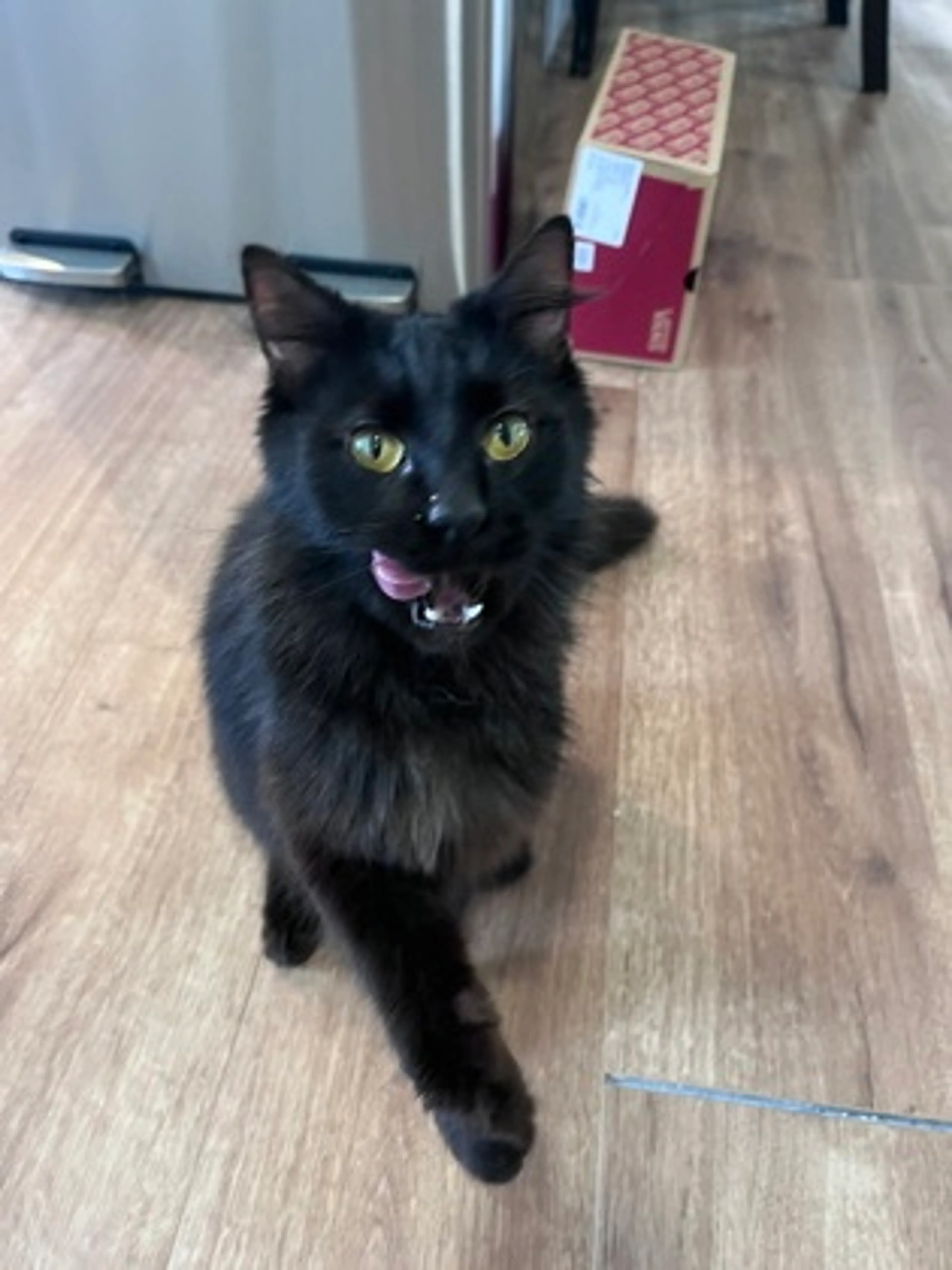 Found pet-0