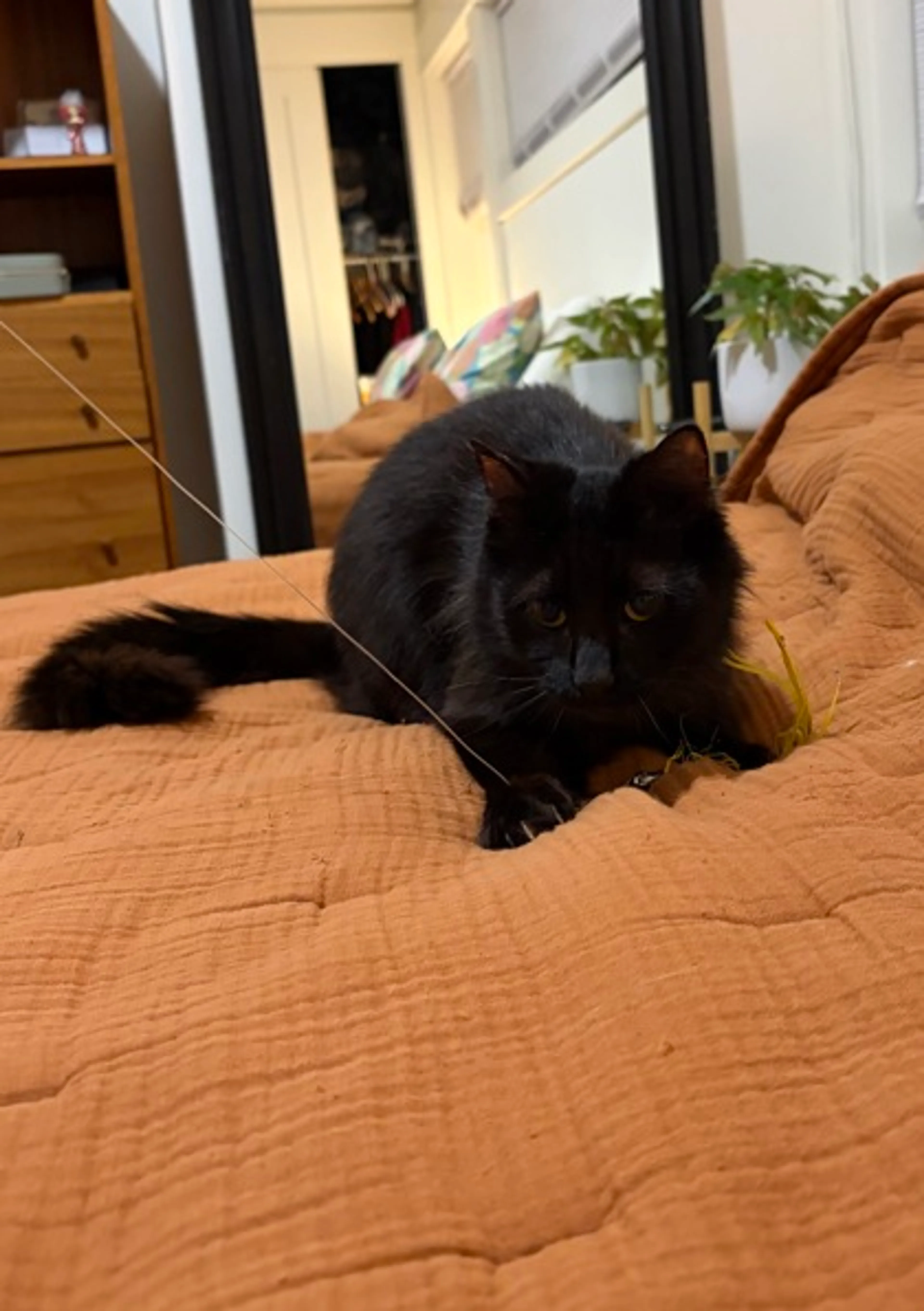 Found pet-1