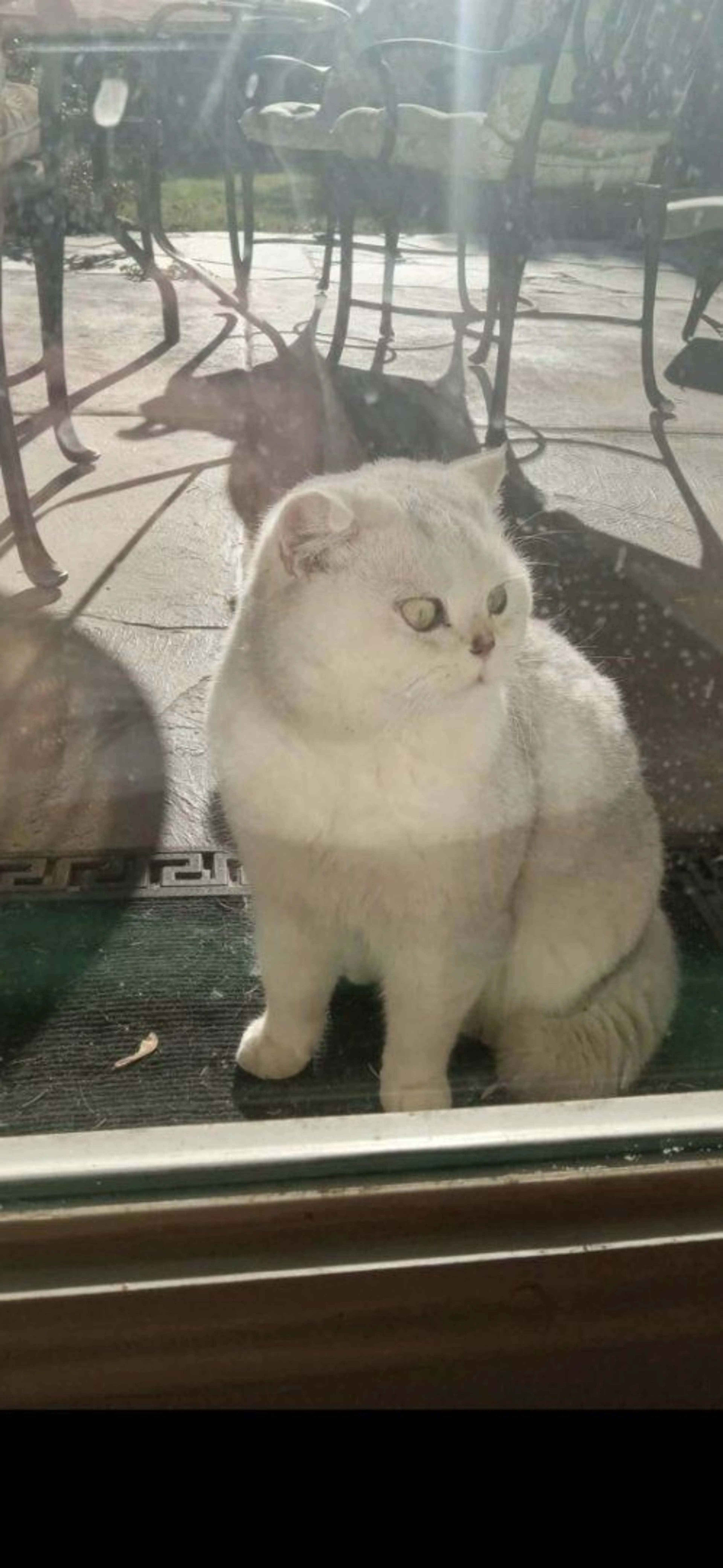 Lost pet-2