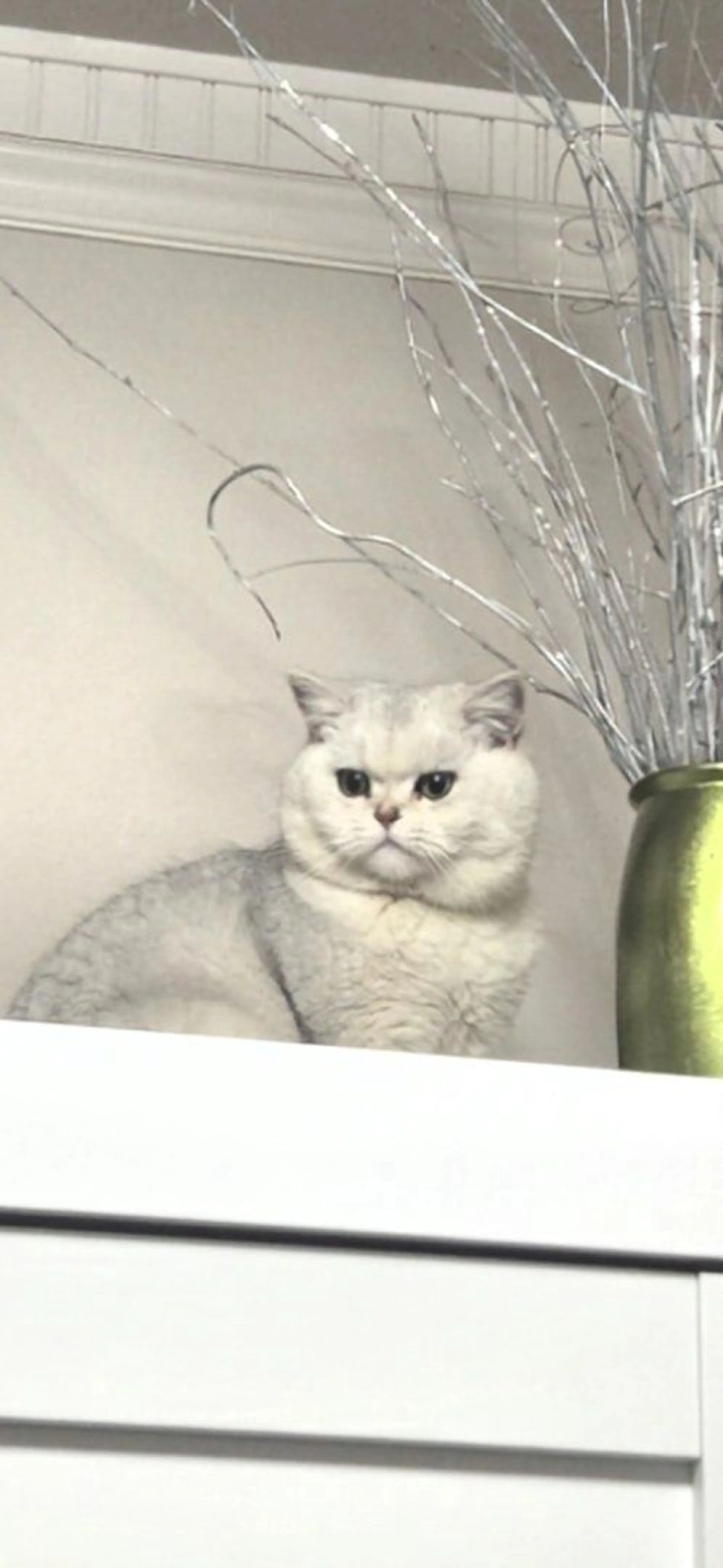 Lost pet-0