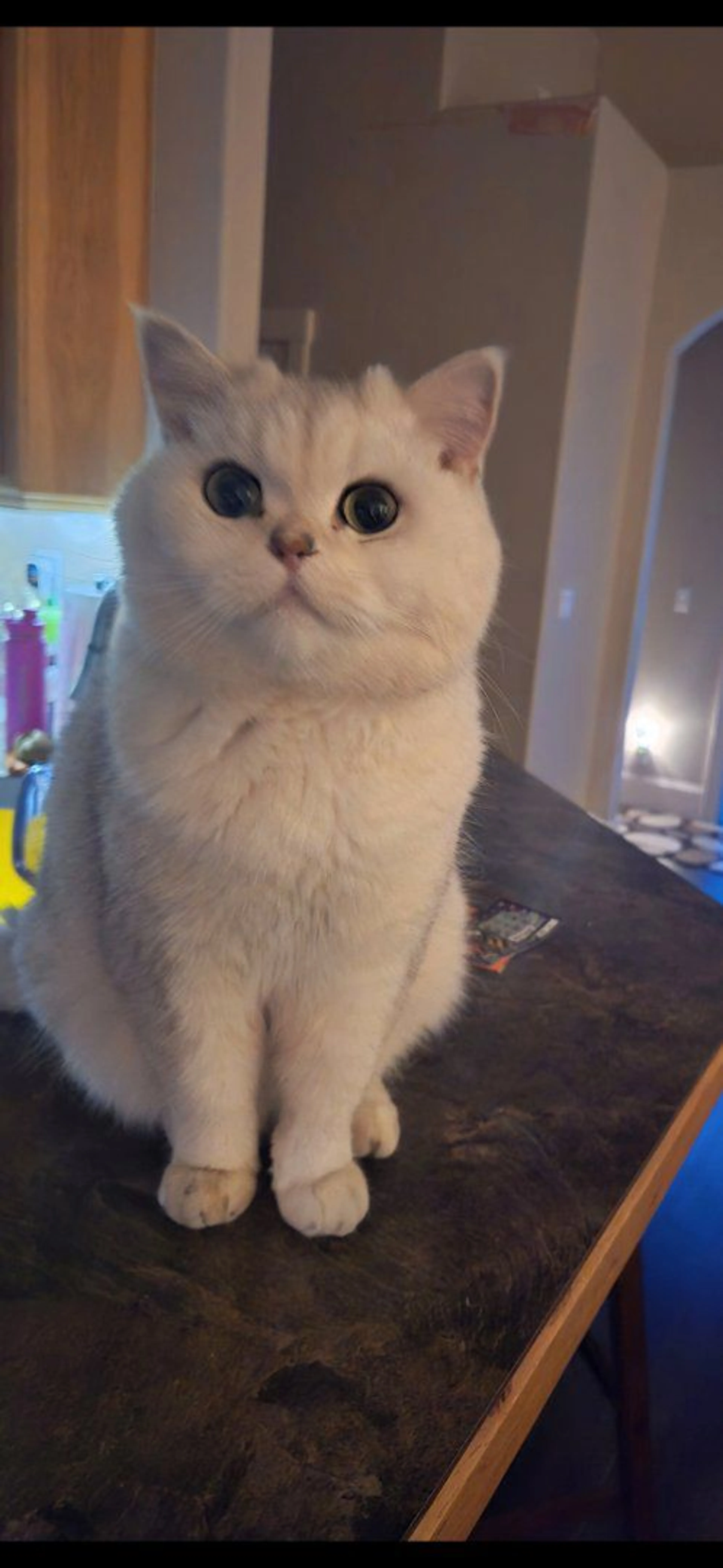 Lost pet-1