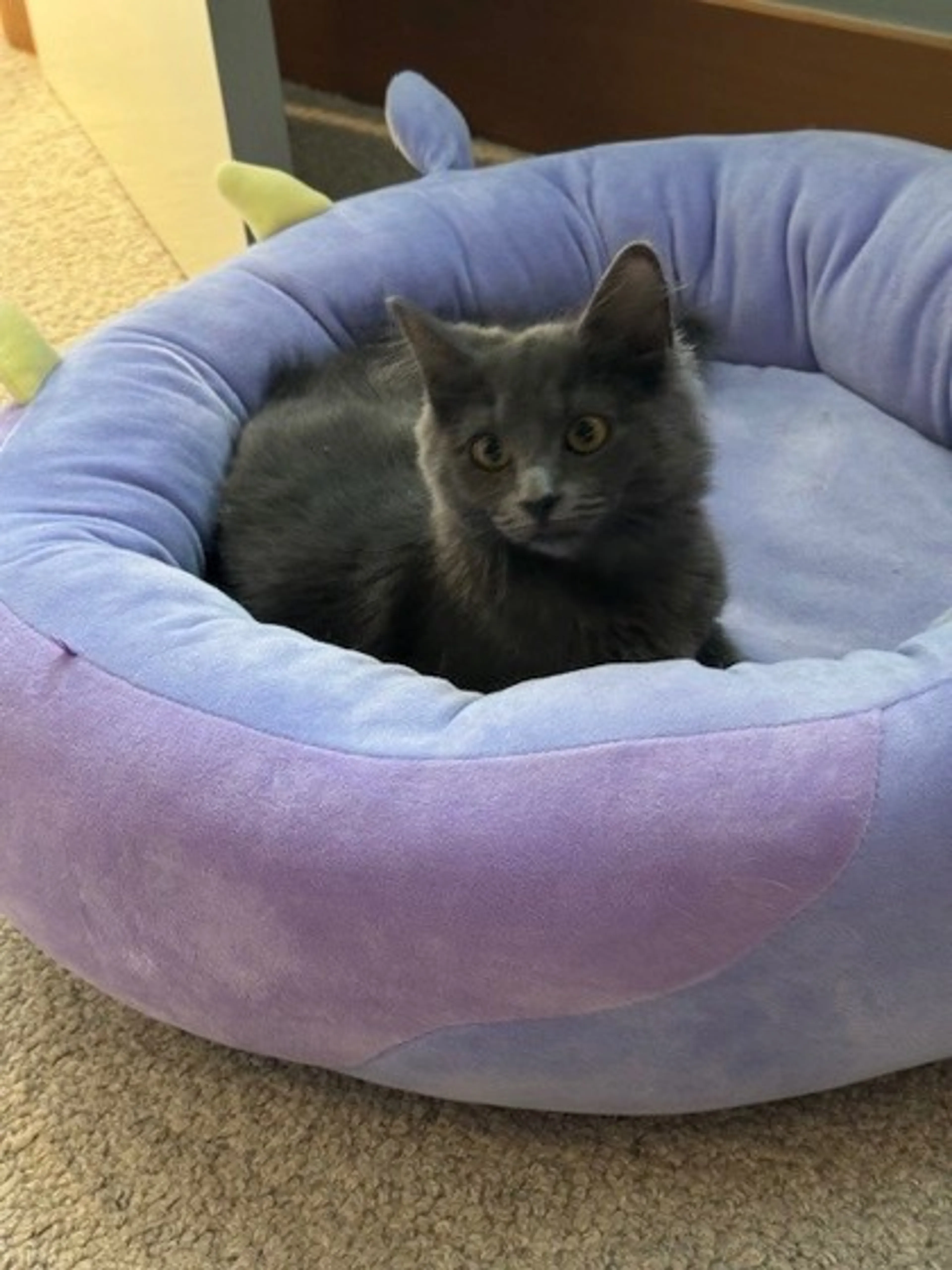 Found pet-2
