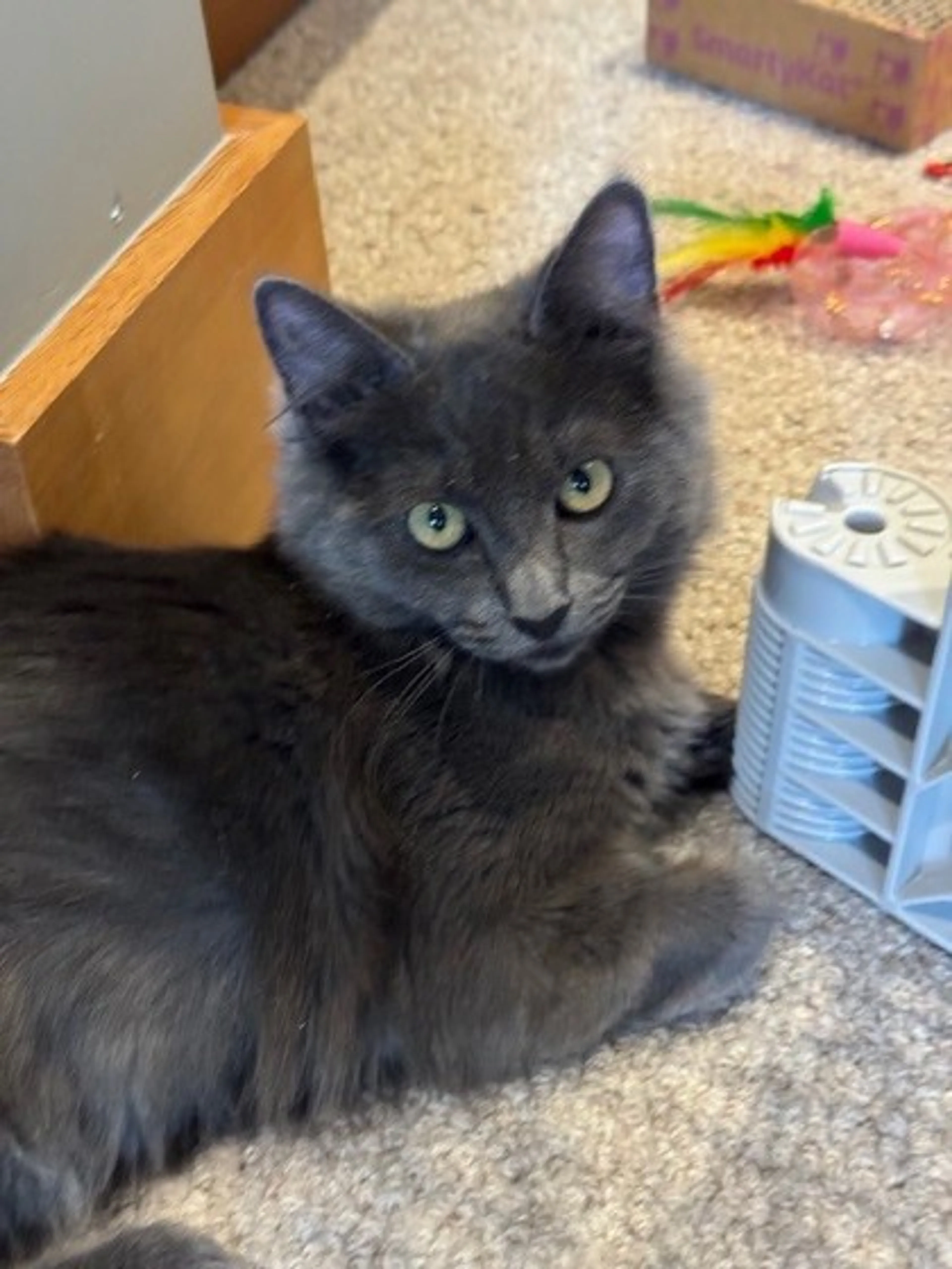Found pet-1