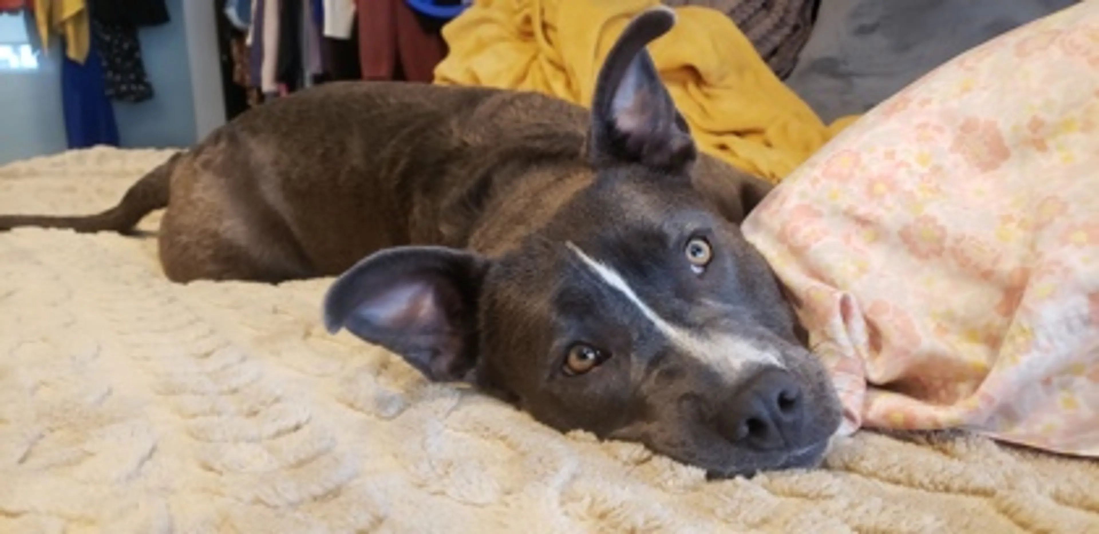 Found pet-1
