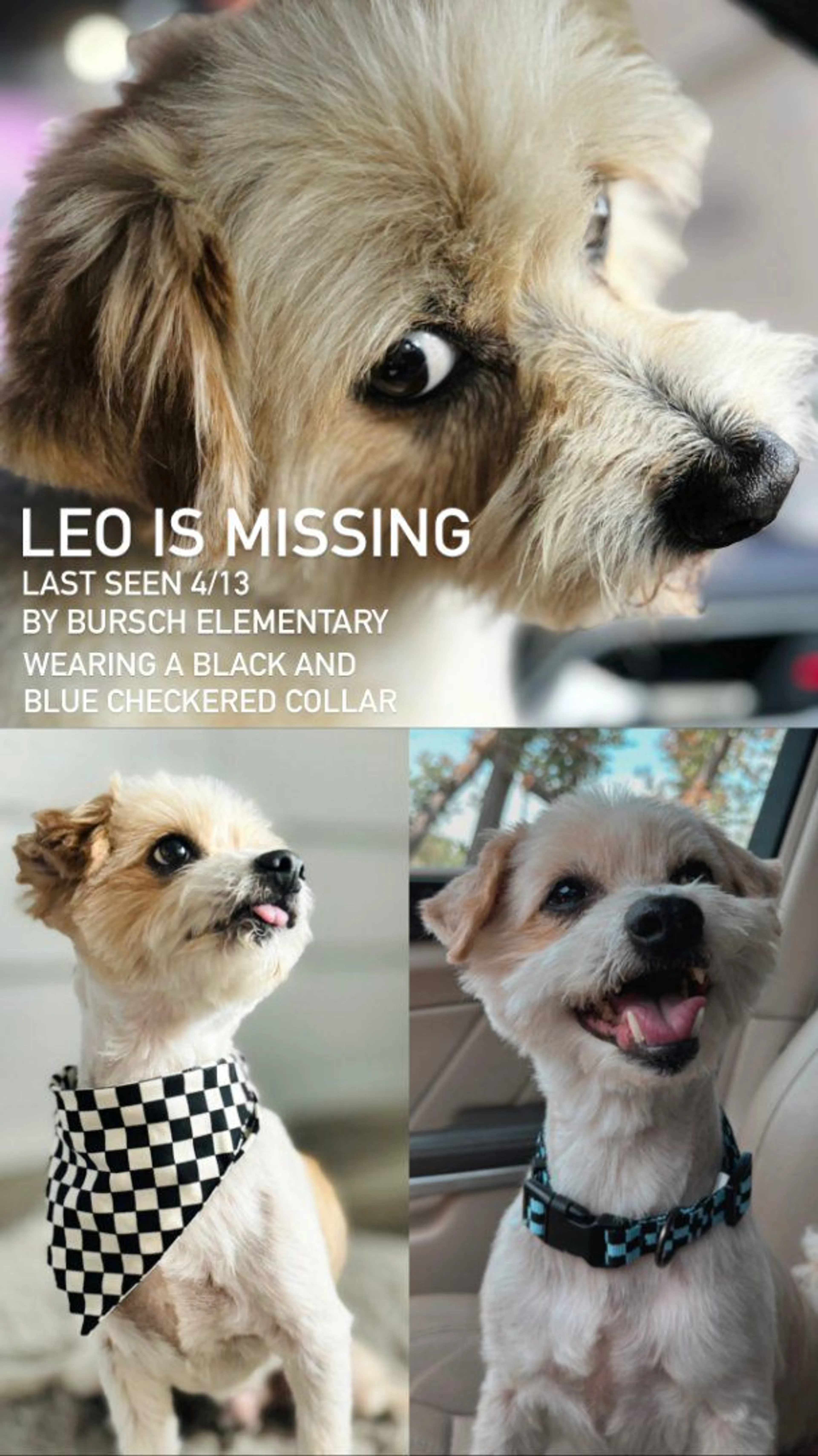 Lost pet