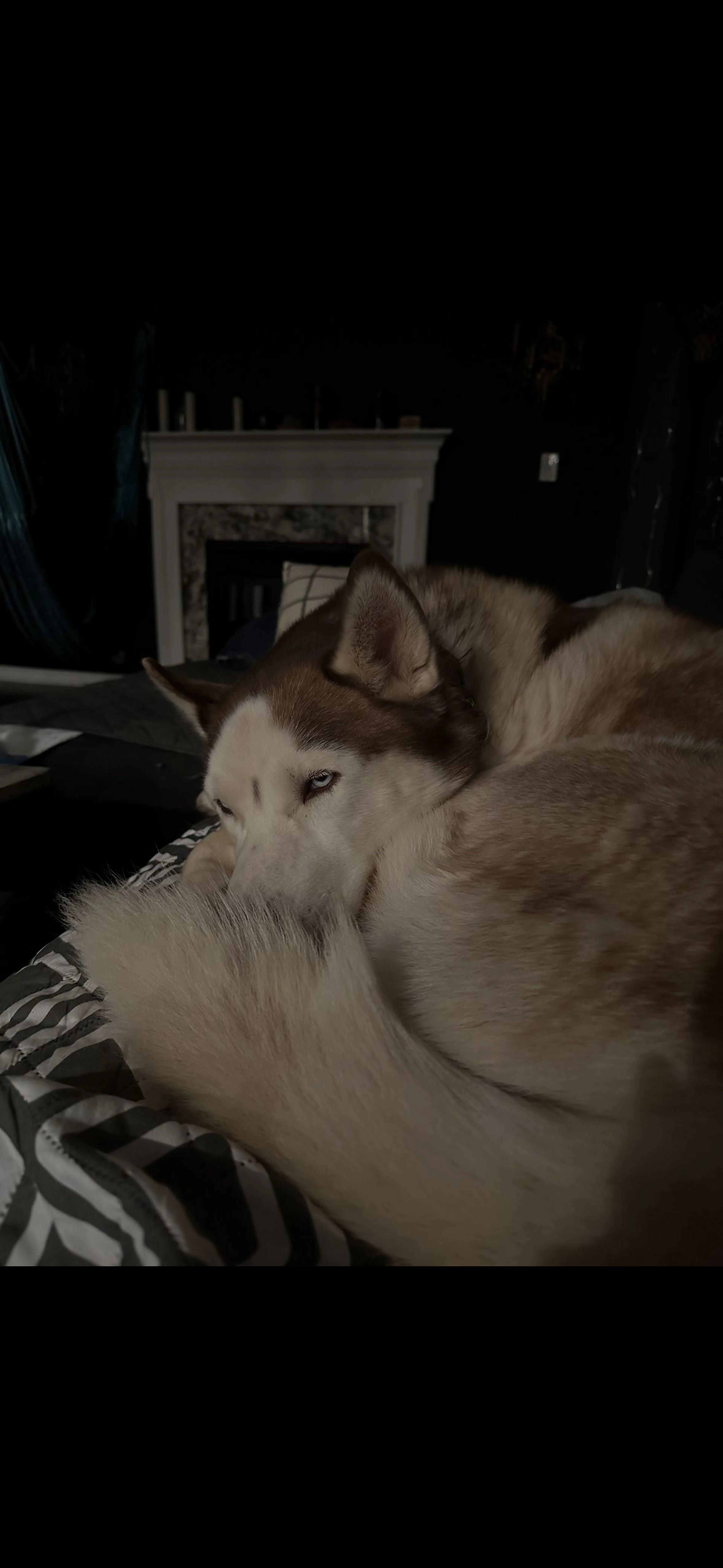 Lost pet-1