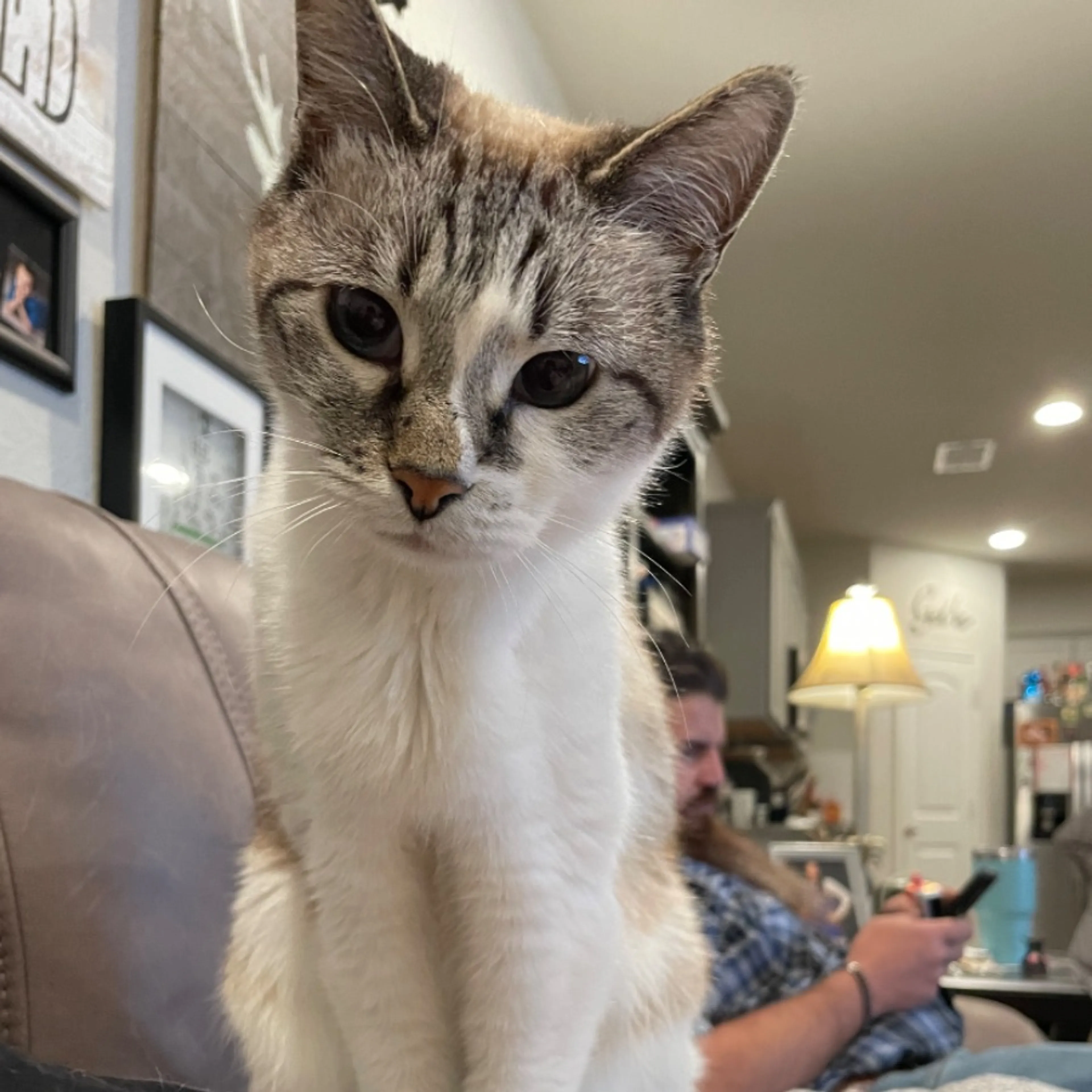Lost pet