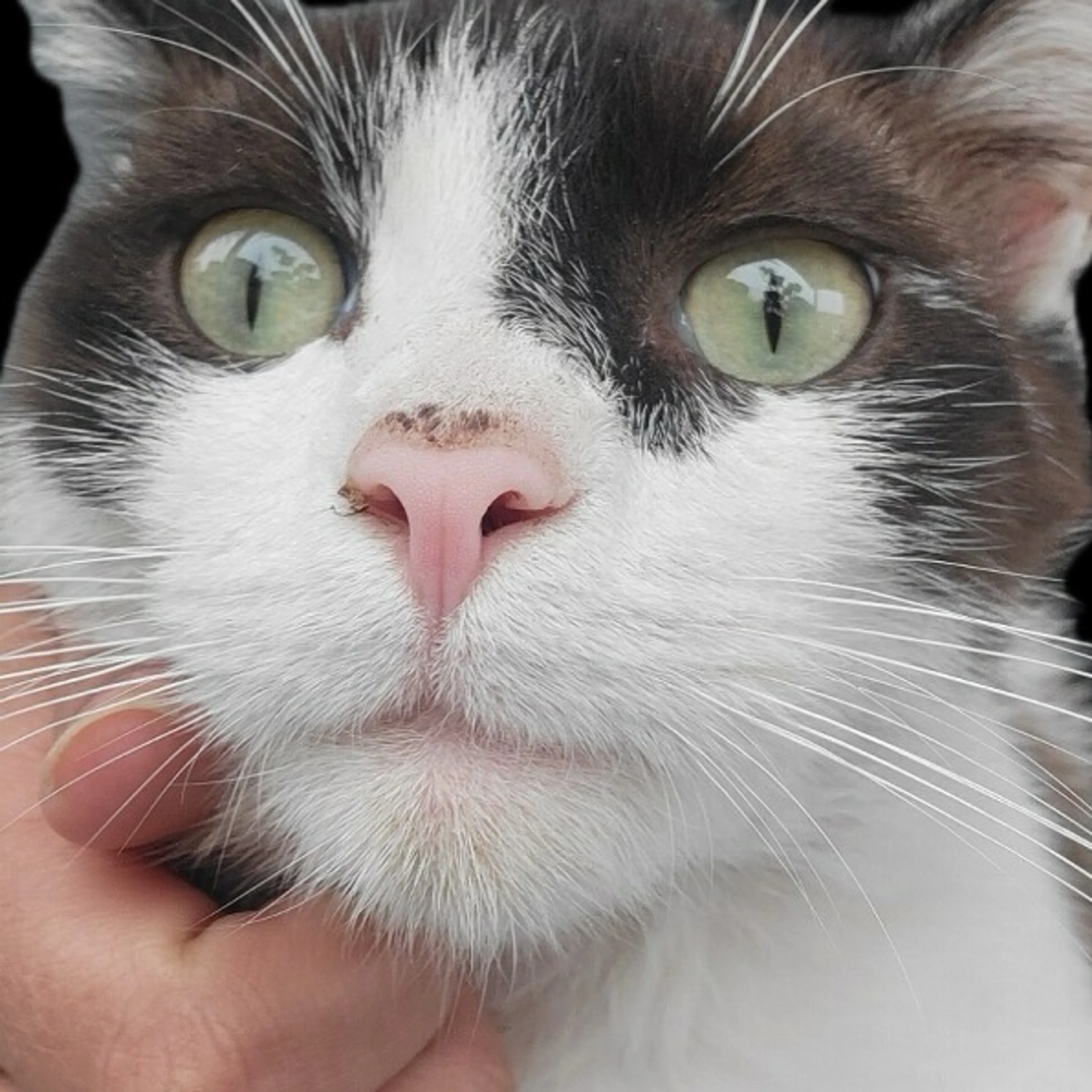 Found pet