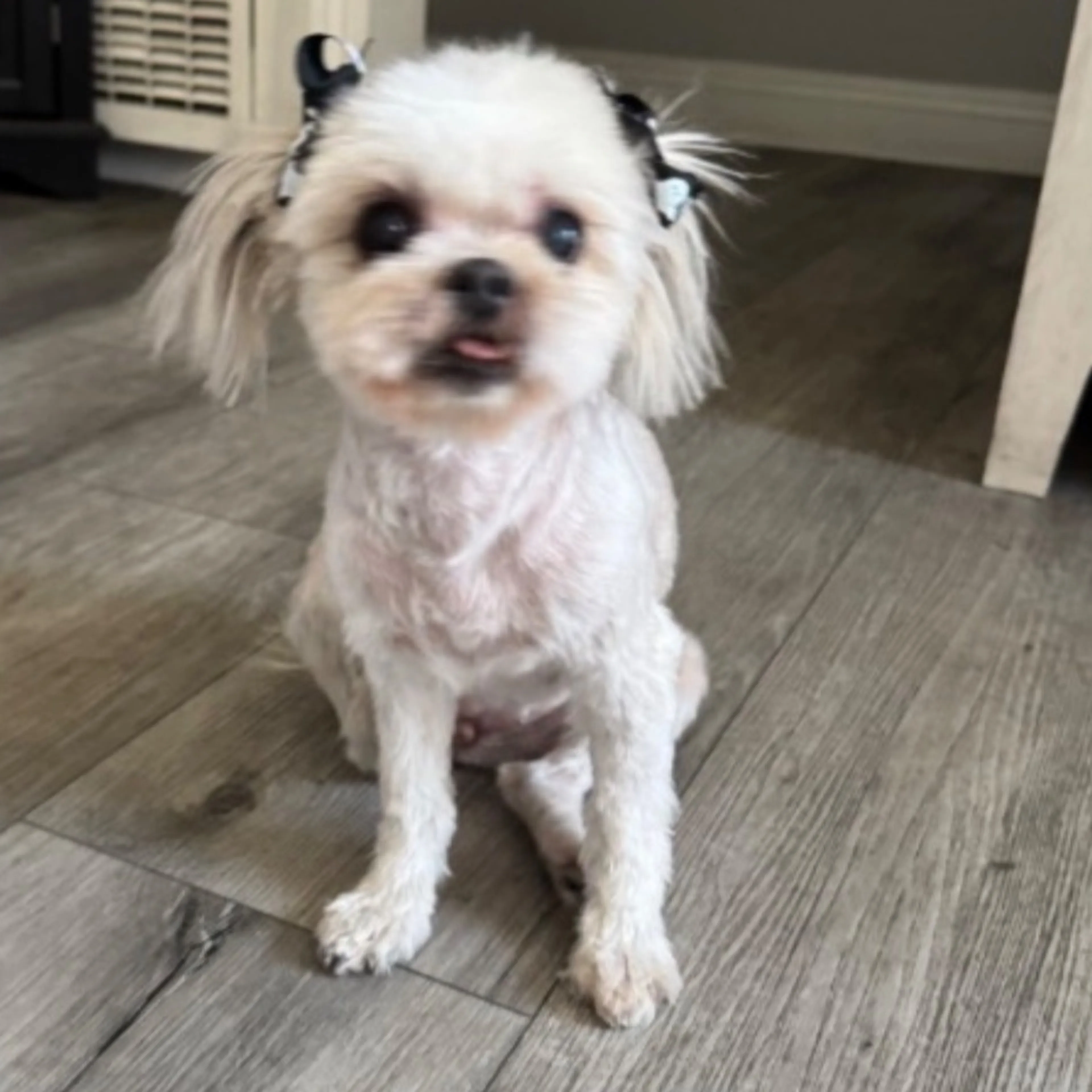 Lost pet-0