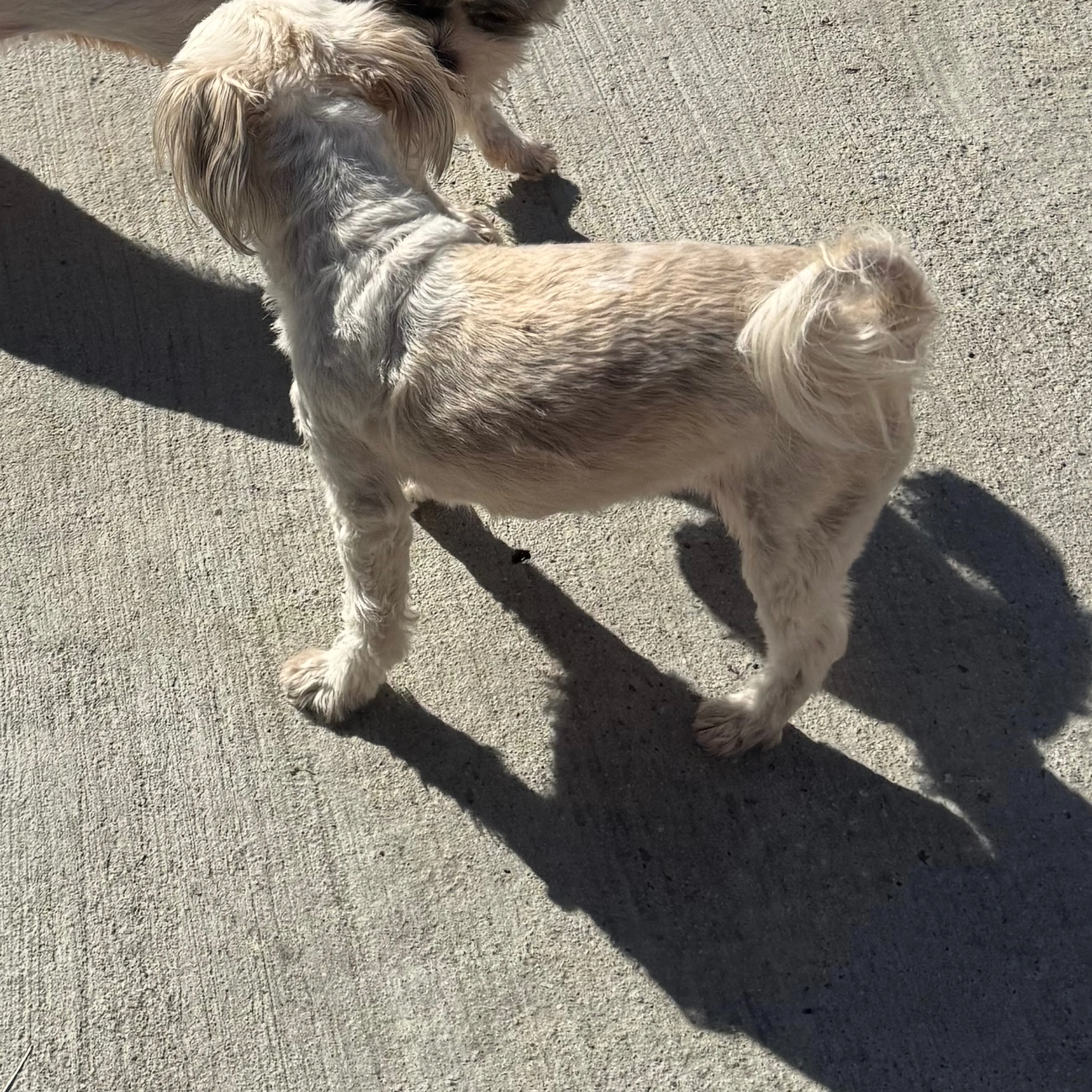 Lost pet-1
