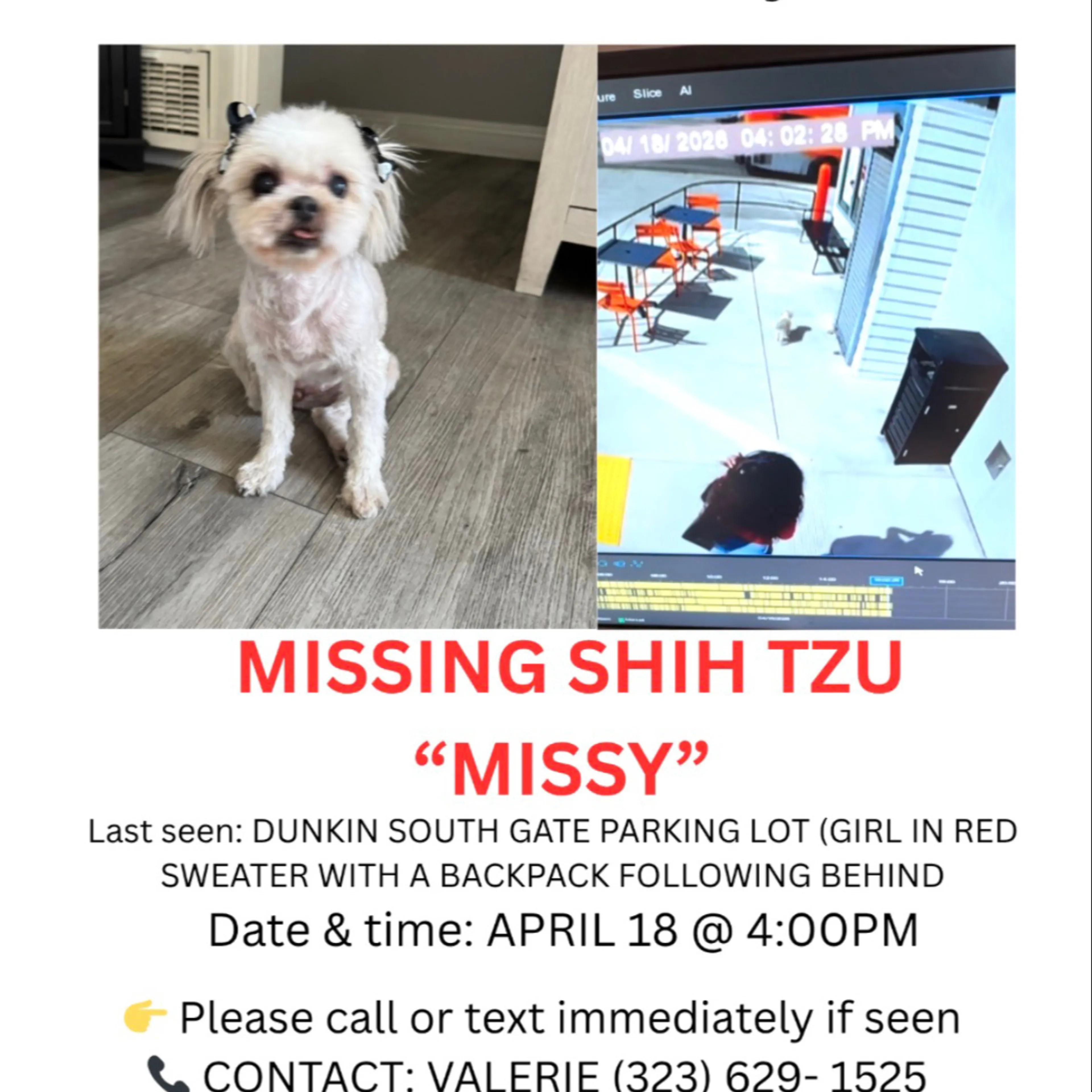 Lost pet-2
