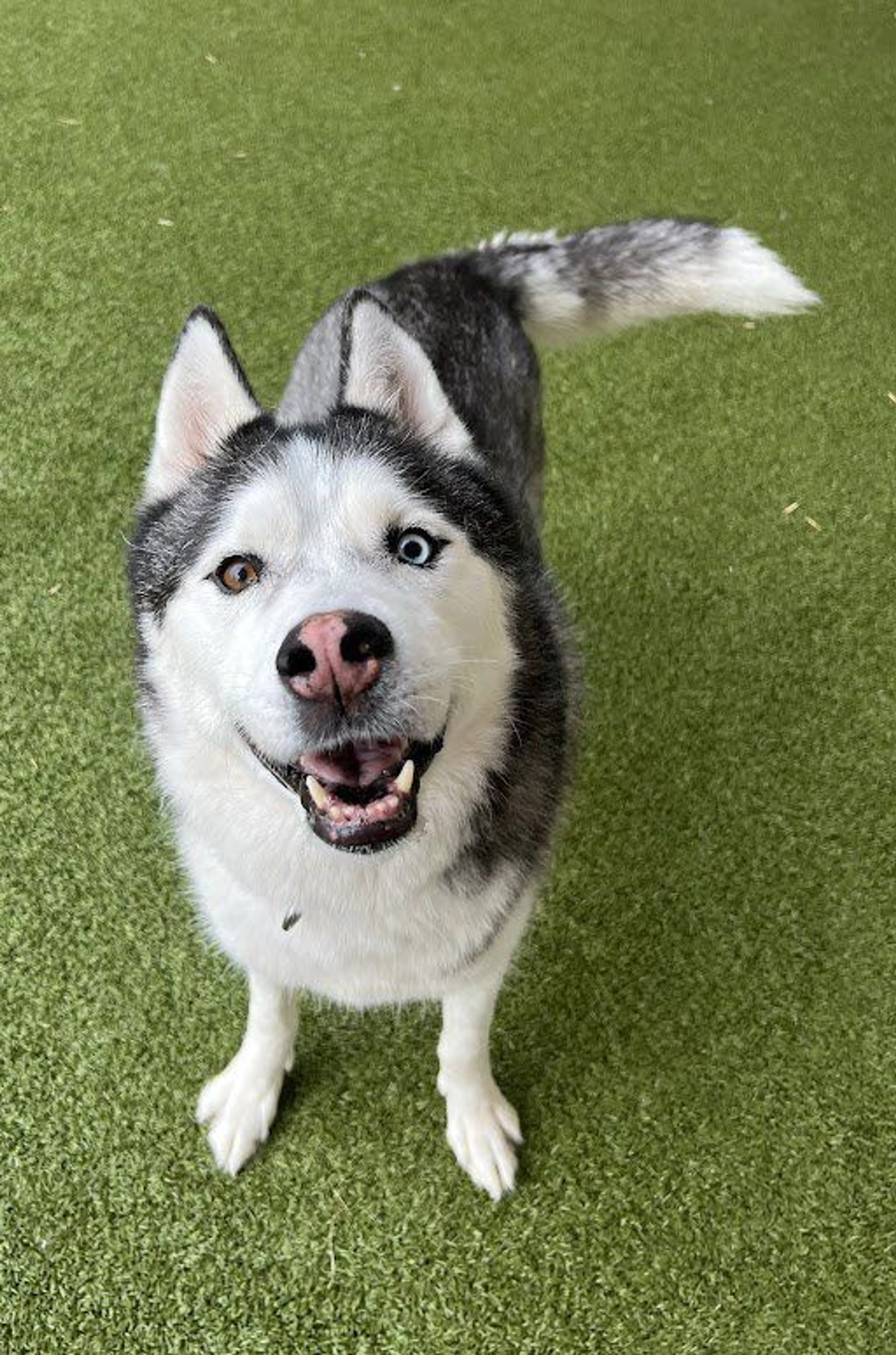 Lost pet-0