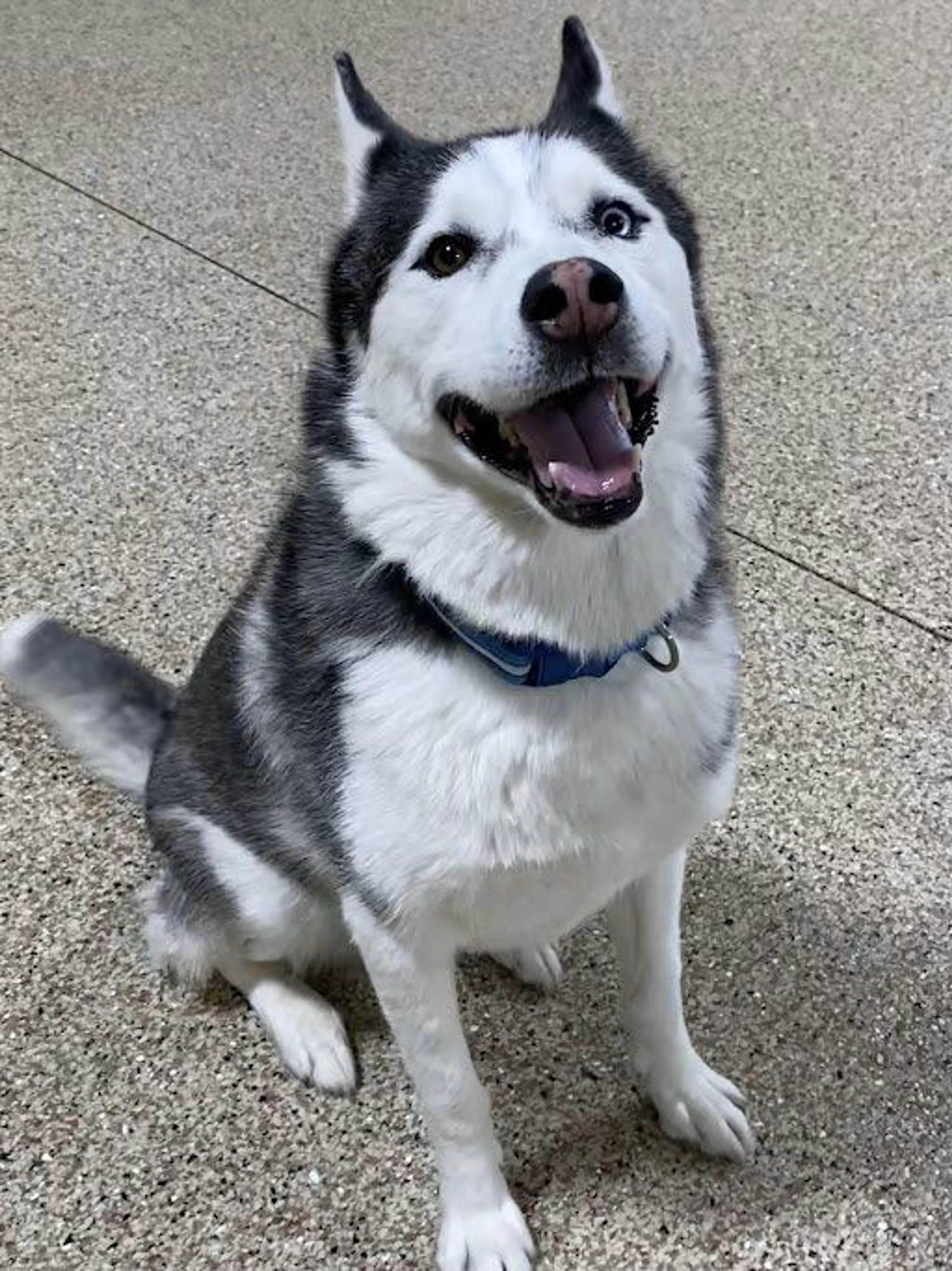Lost pet-2
