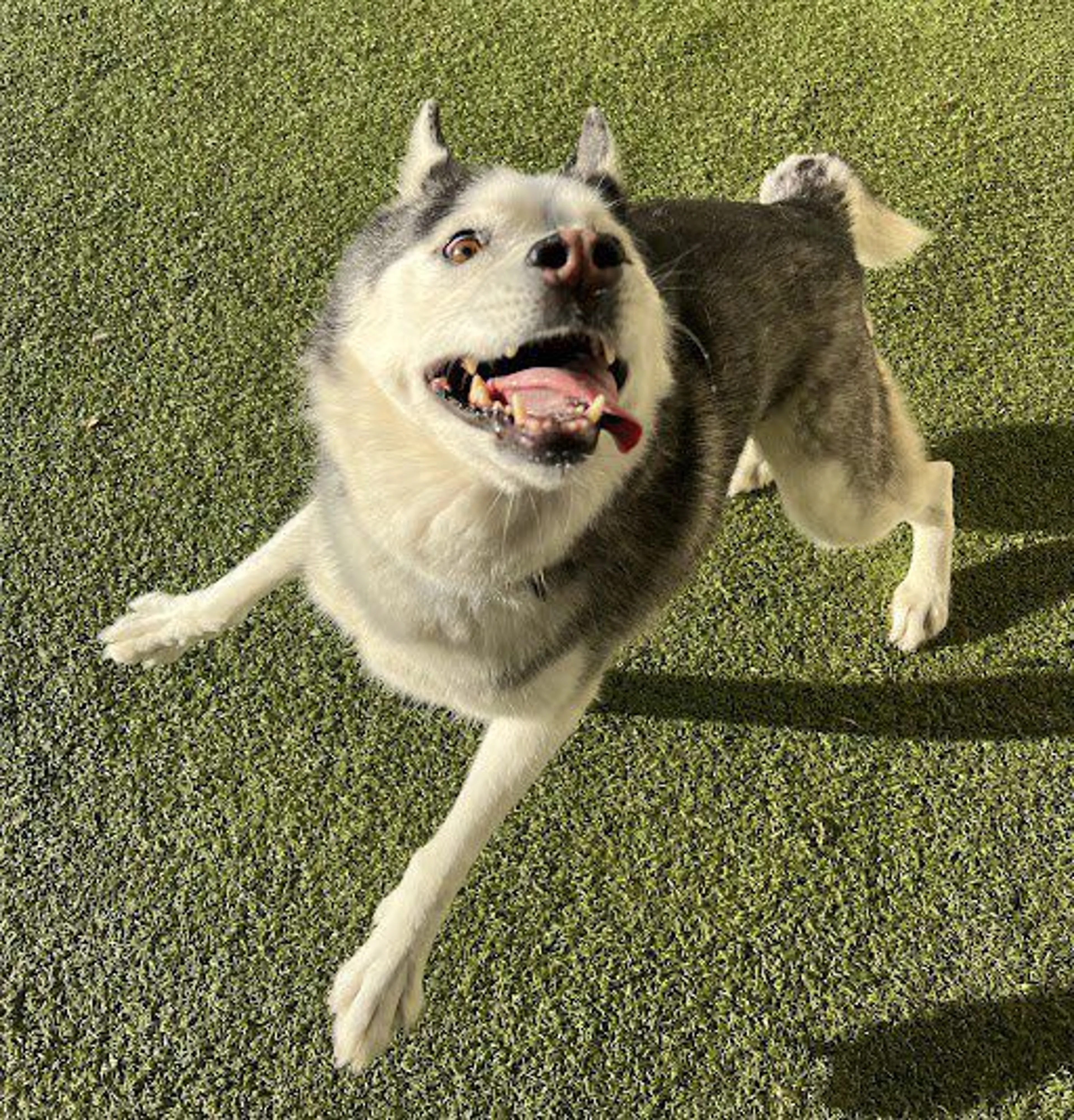 Lost pet-3