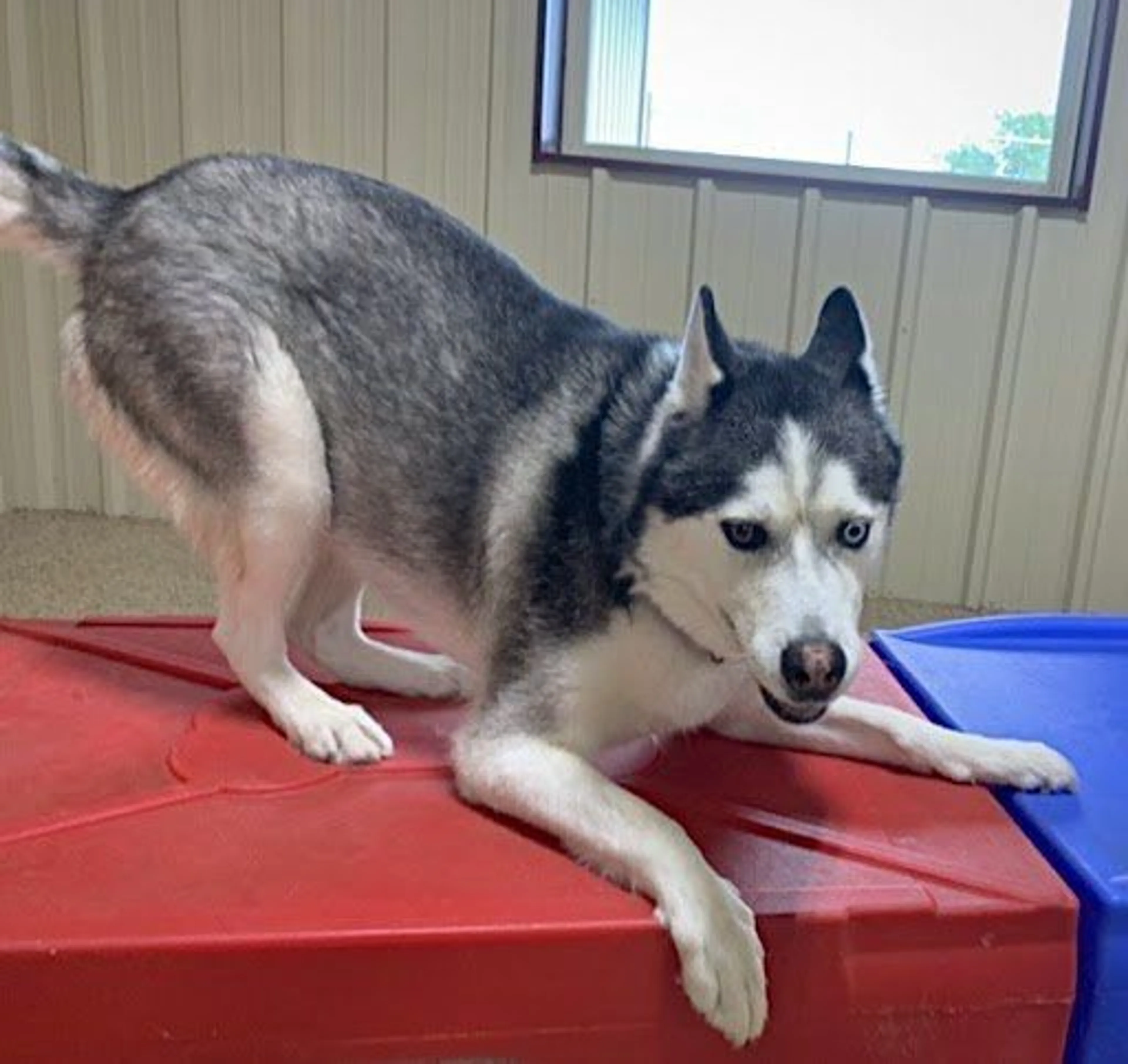 Lost pet-4