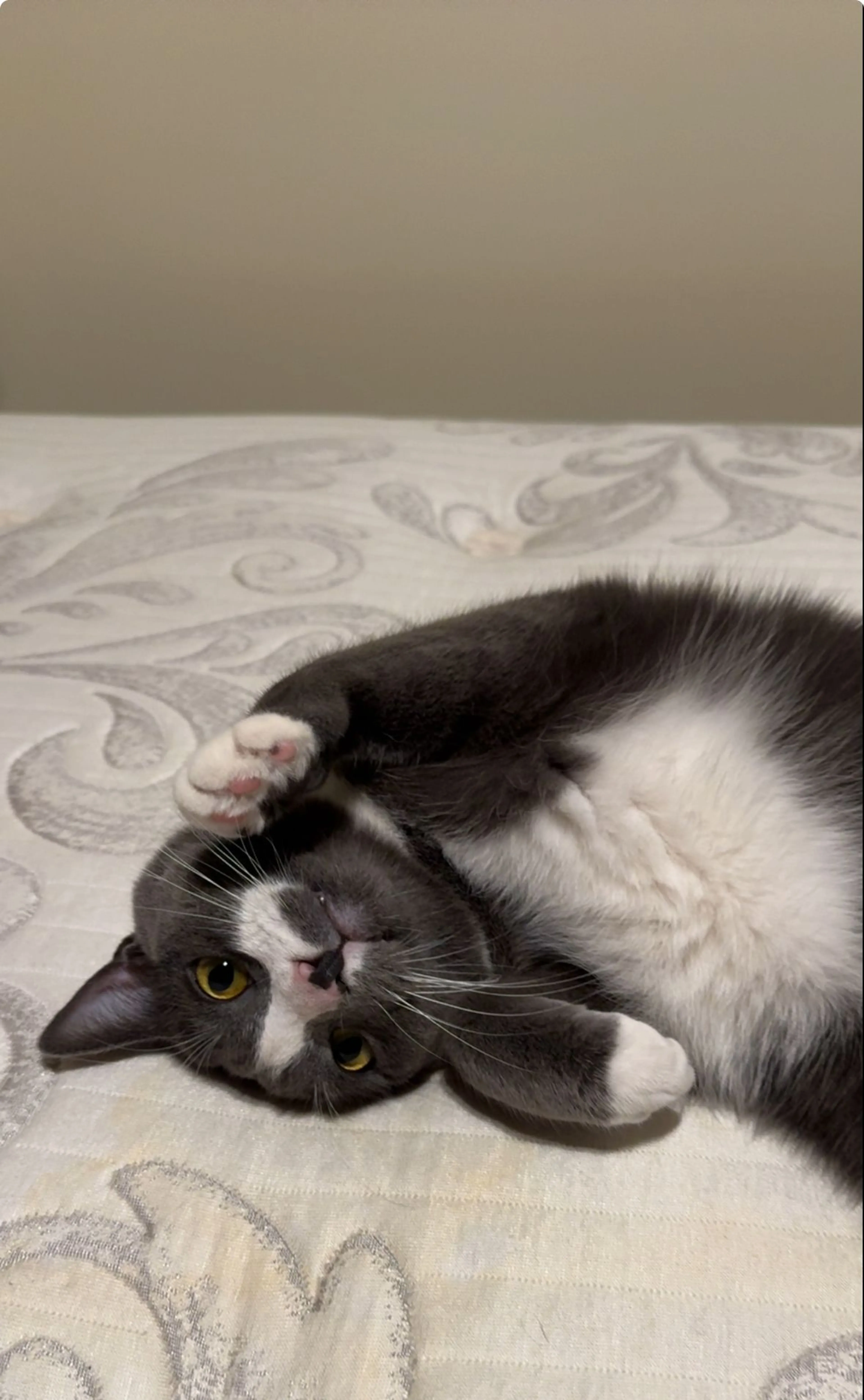Lost pet-2