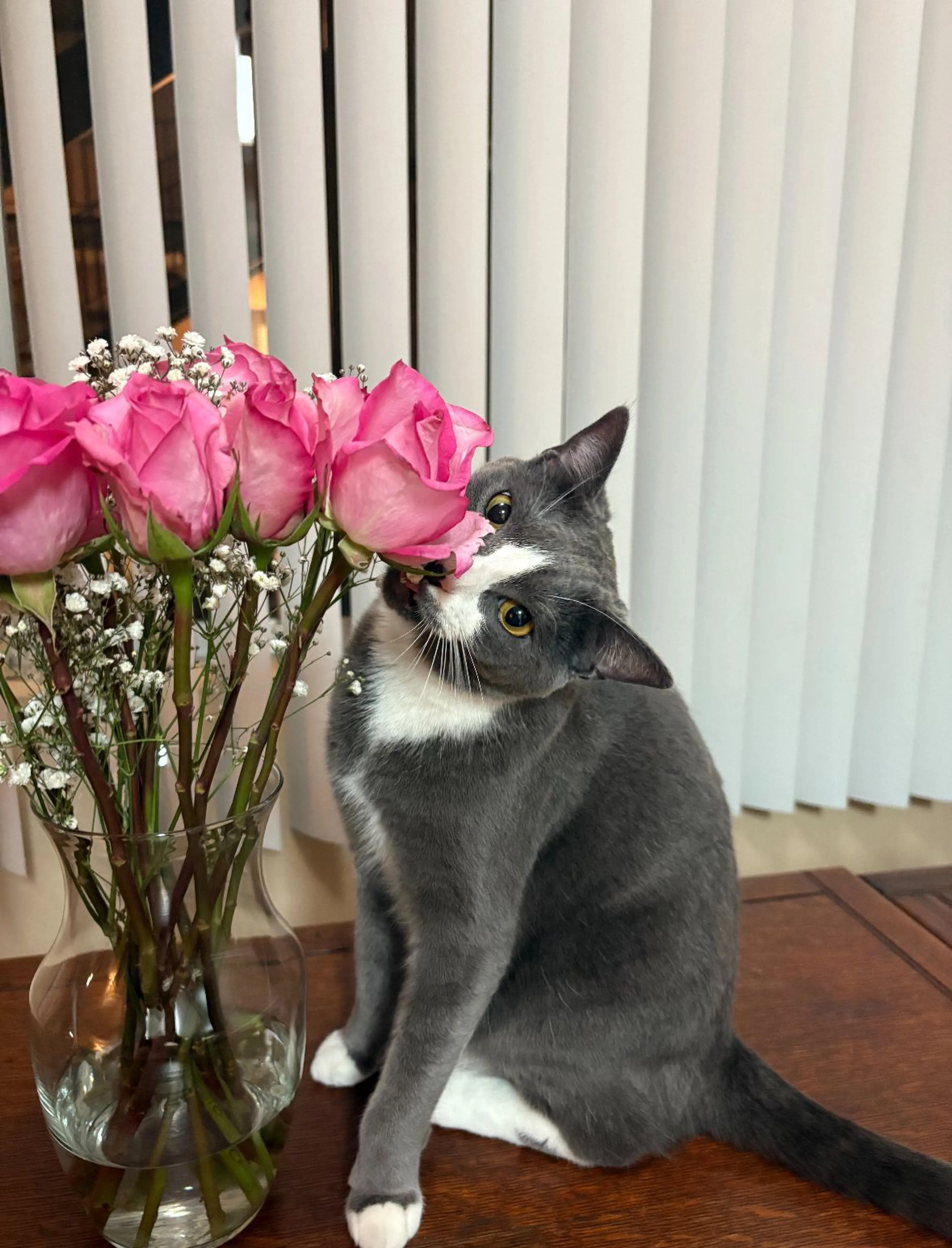 Lost pet-1