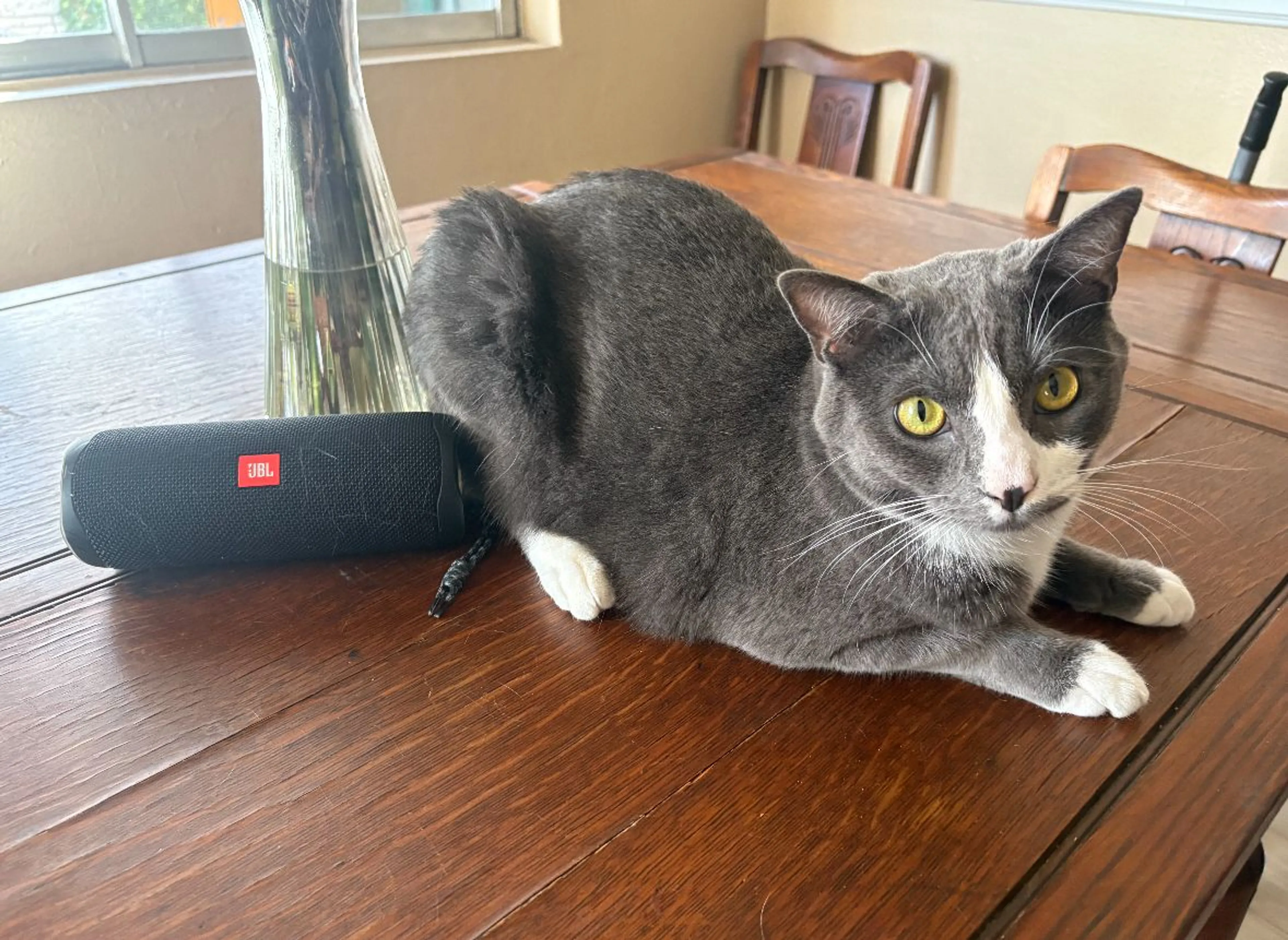 Lost pet-0