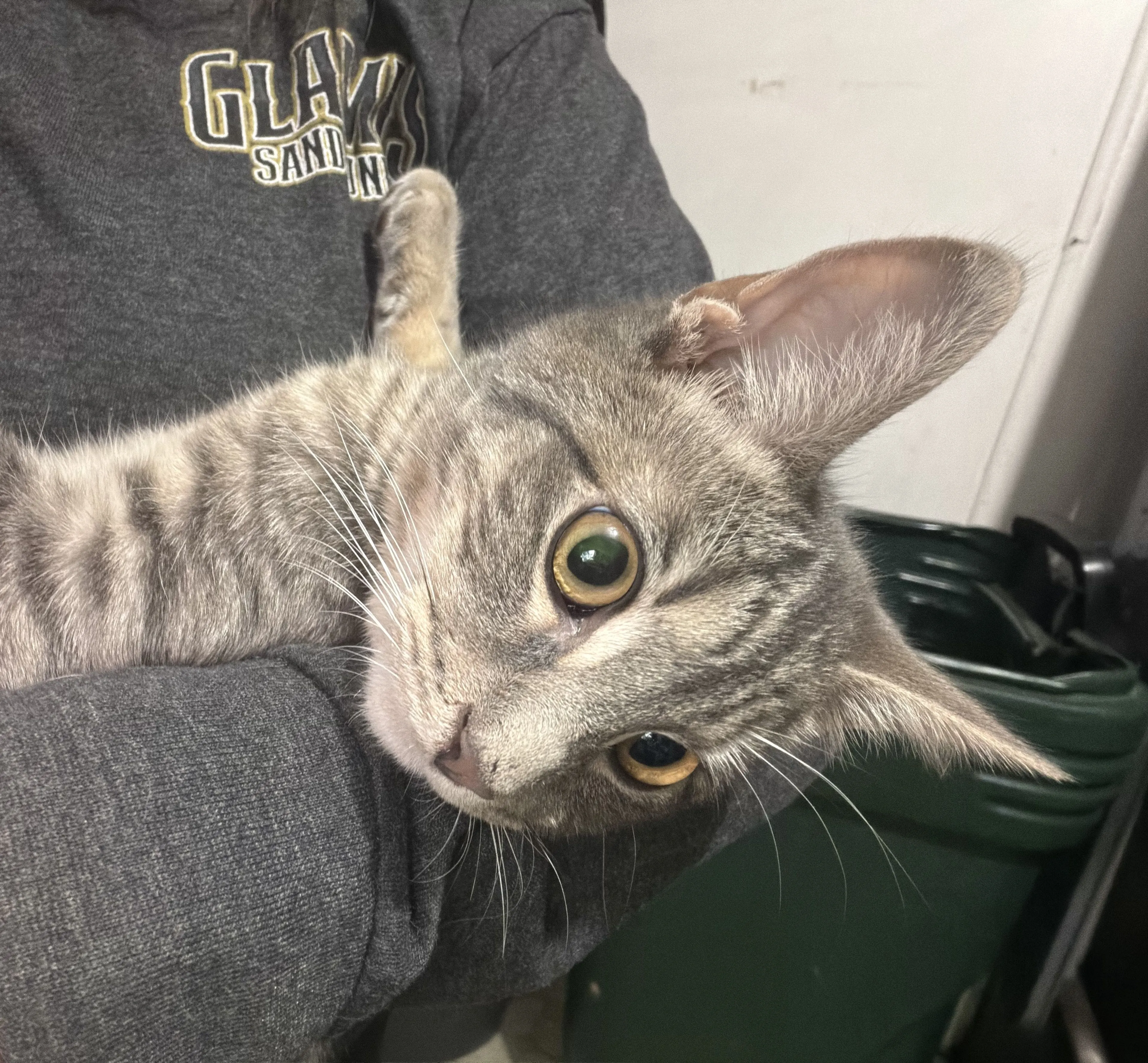 Lost pet-0