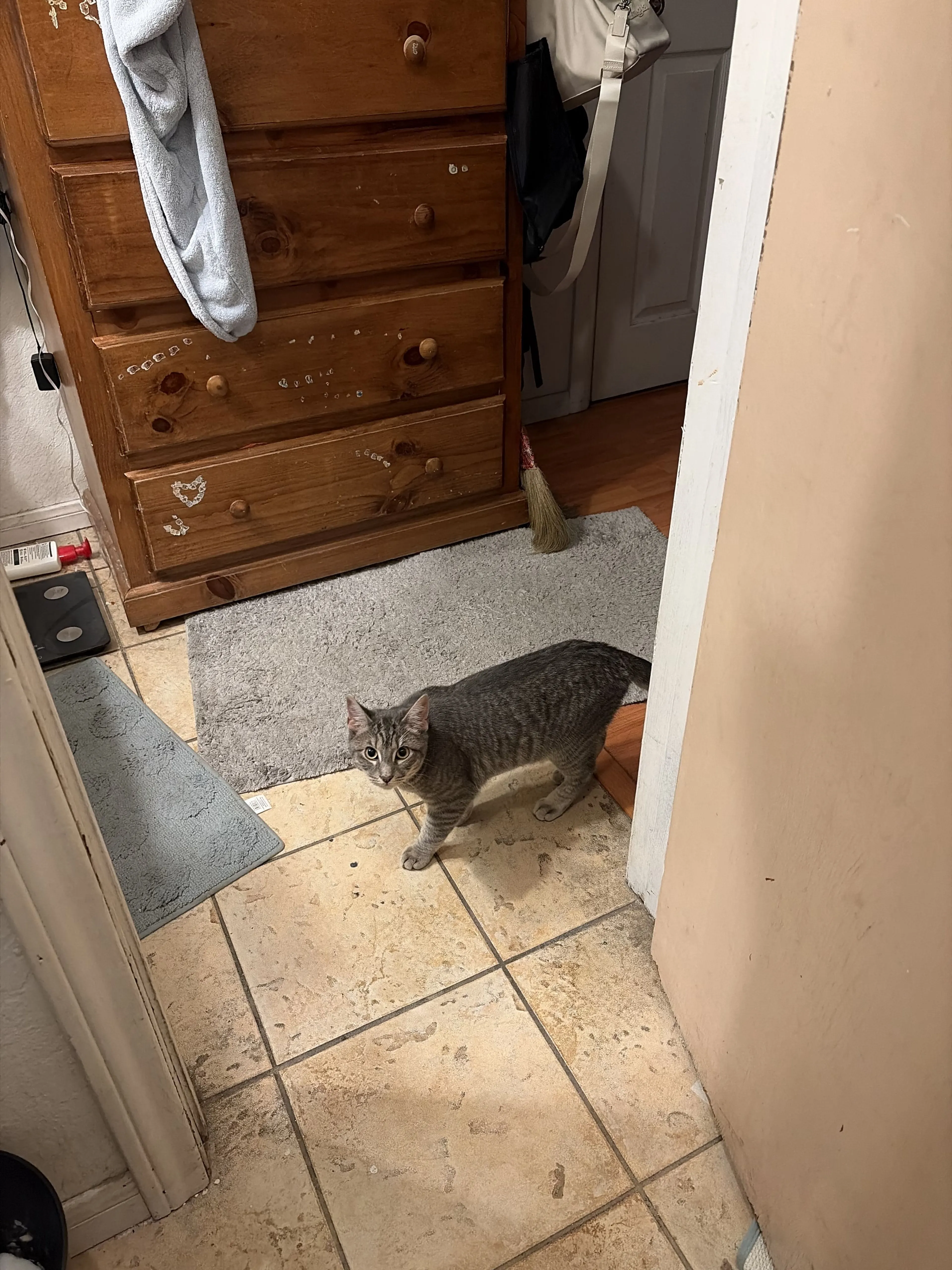 Lost pet-1