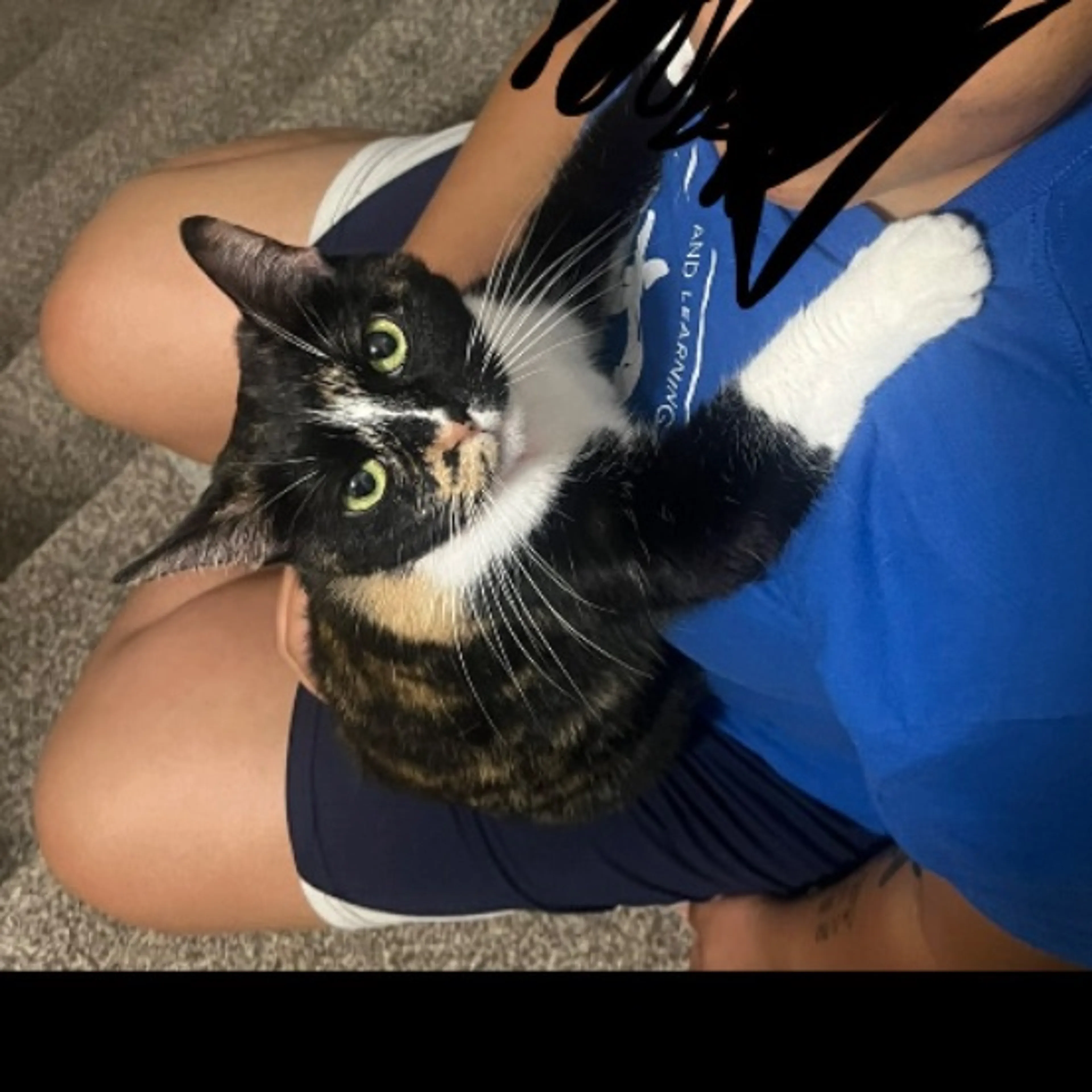 Lost pet
