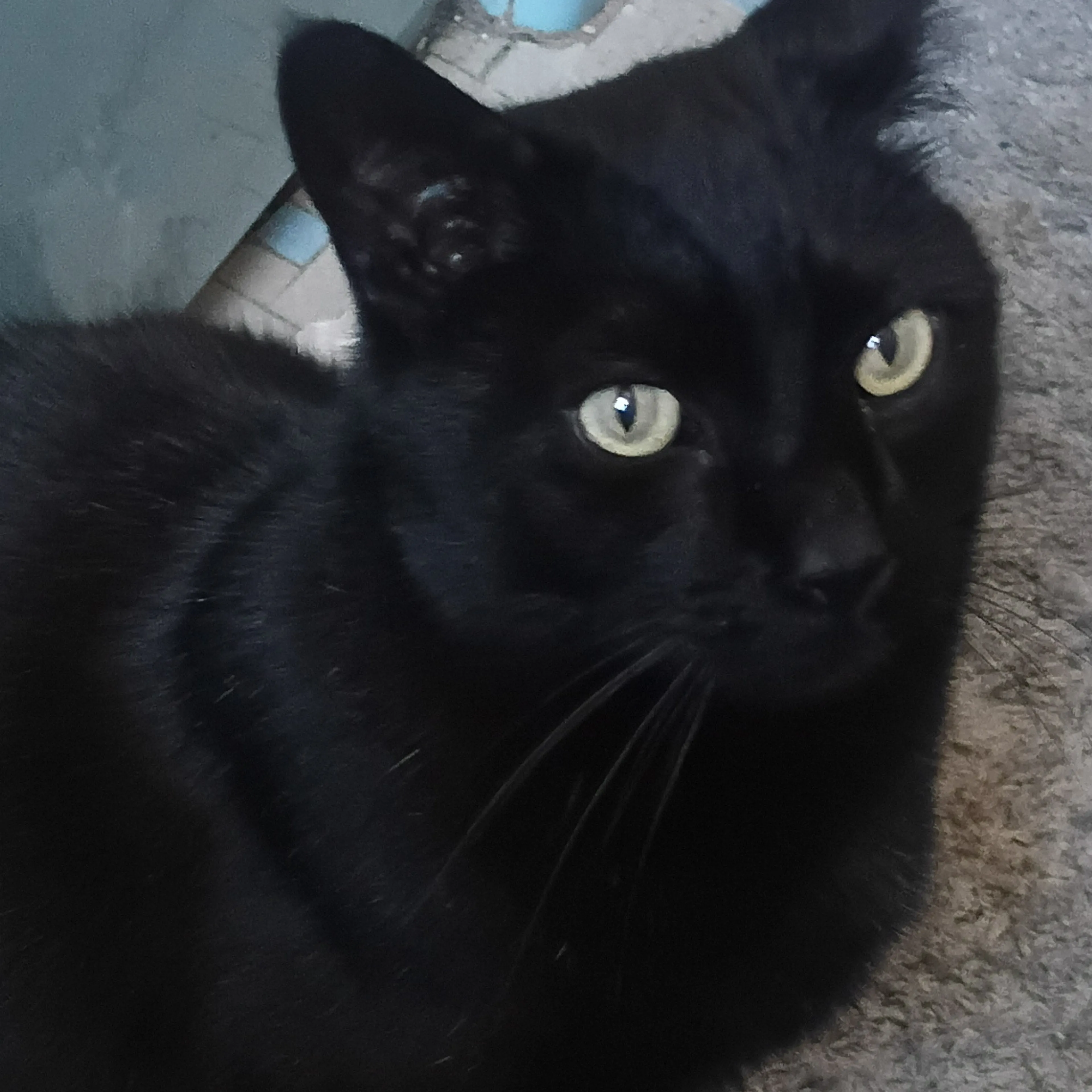 Lost pet-3