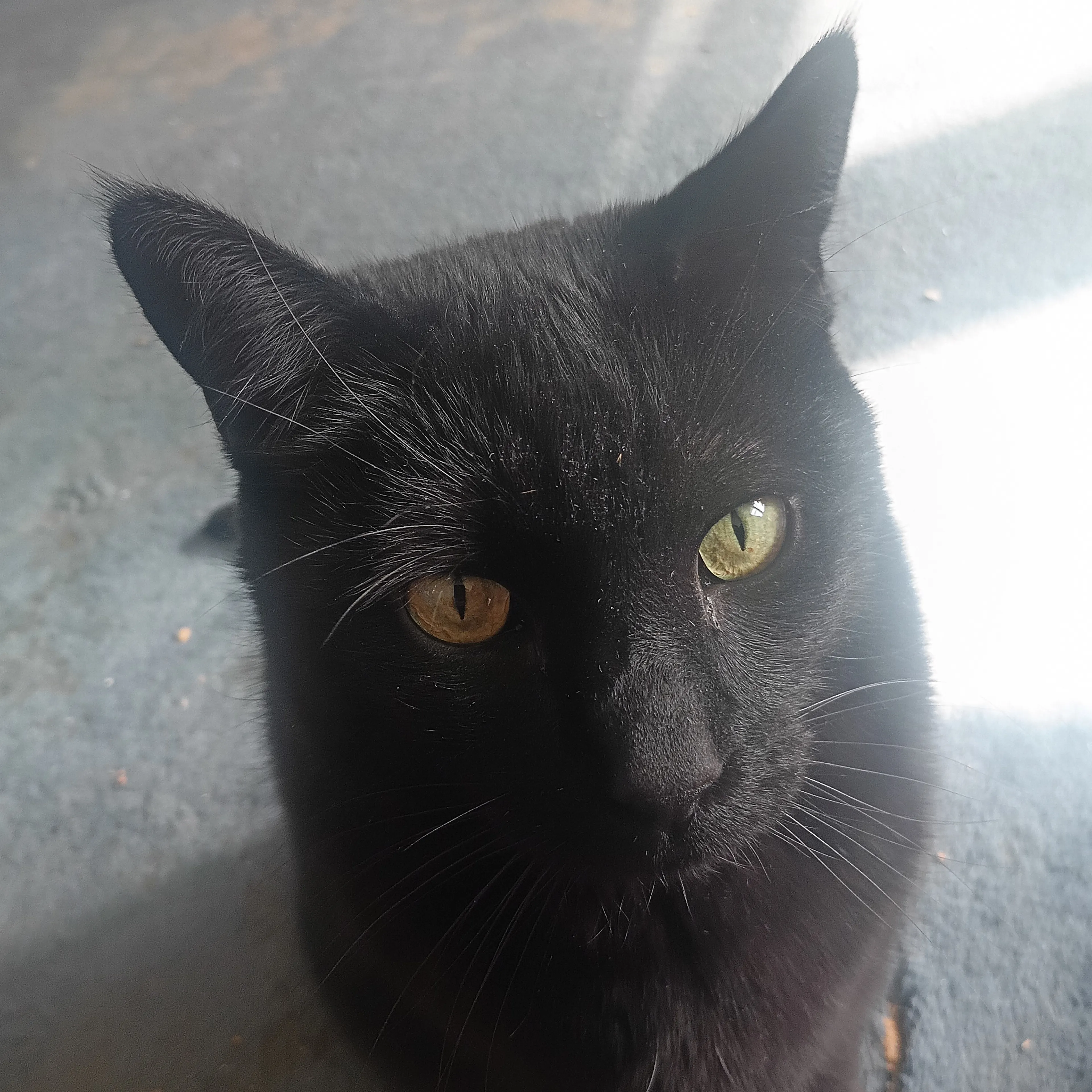 Lost pet-2