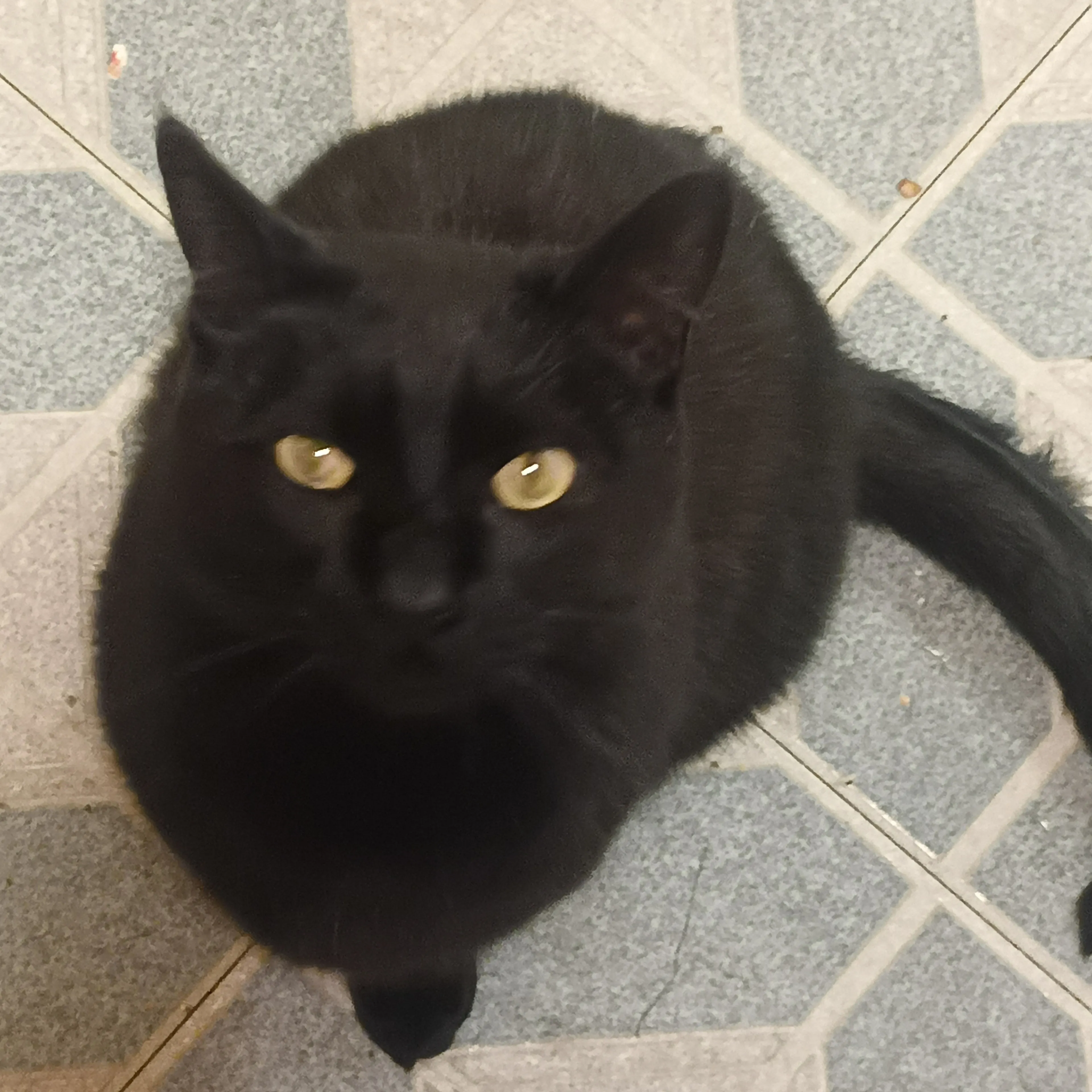 Lost pet-1