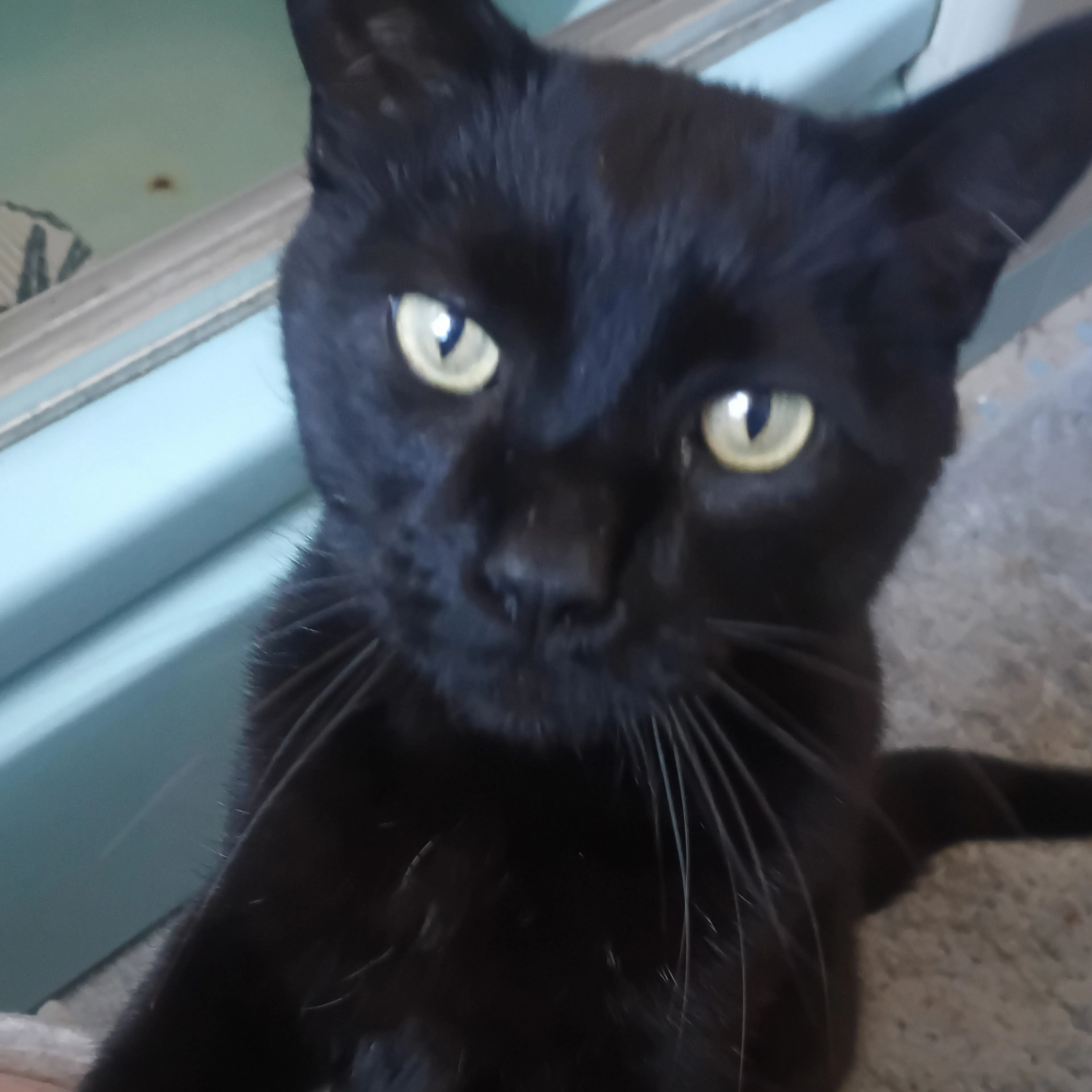 Lost pet-0