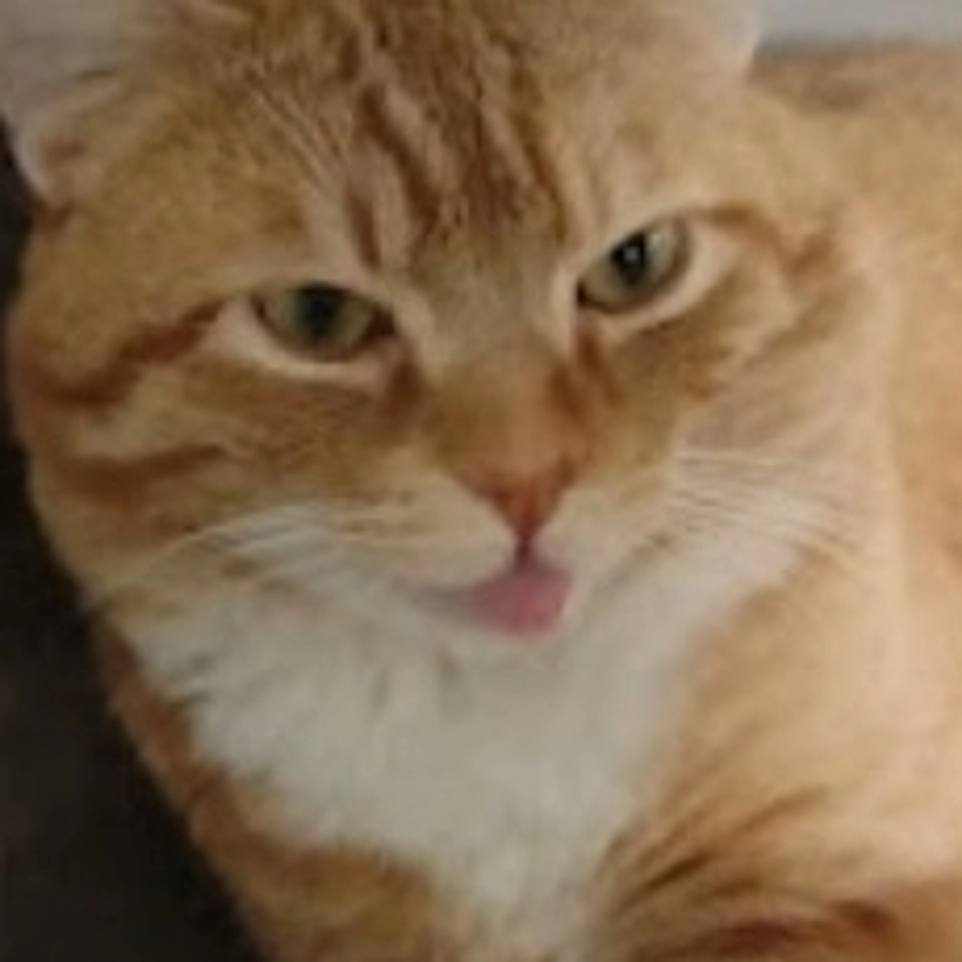 Lost pet-2