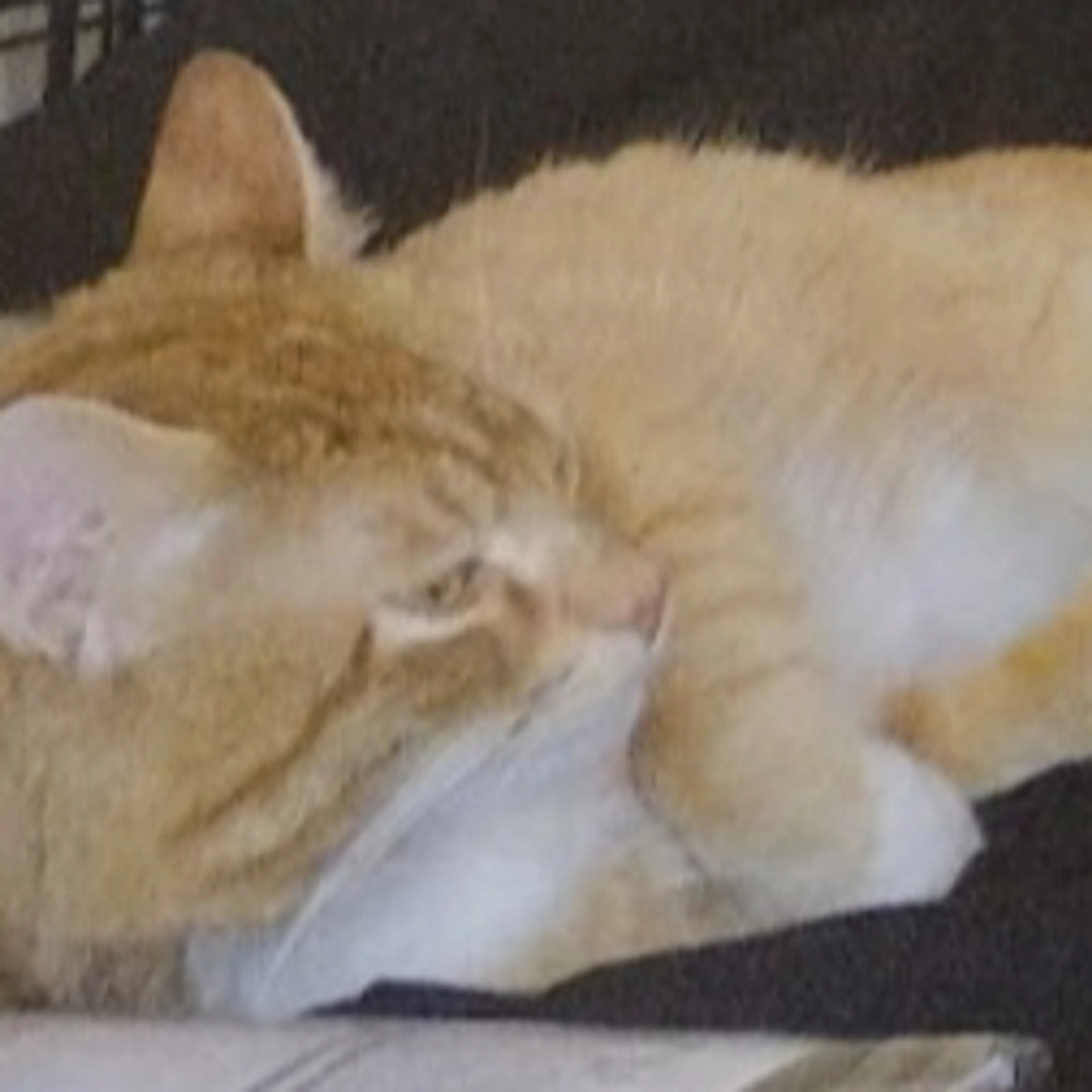 Lost pet-1