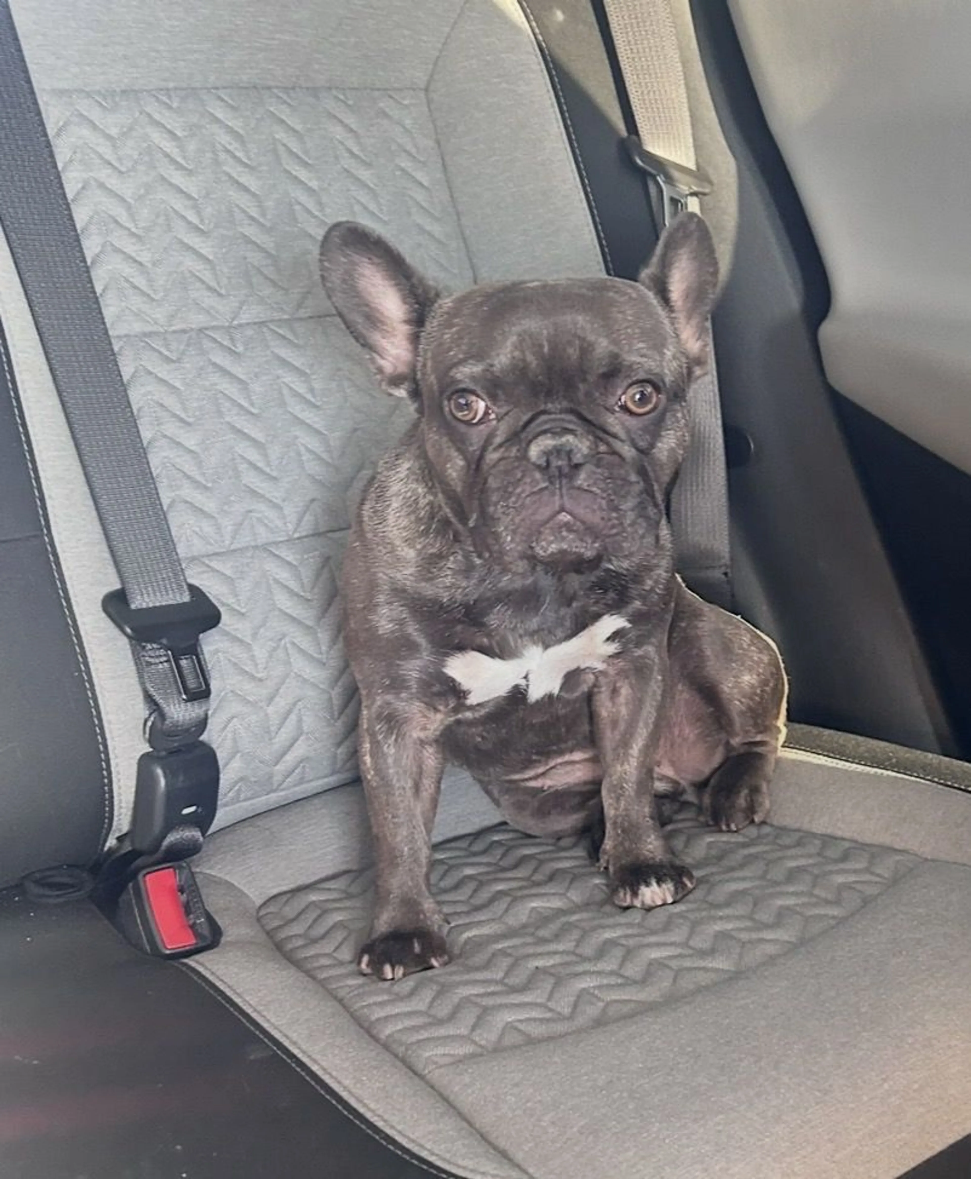 Lost pet-2