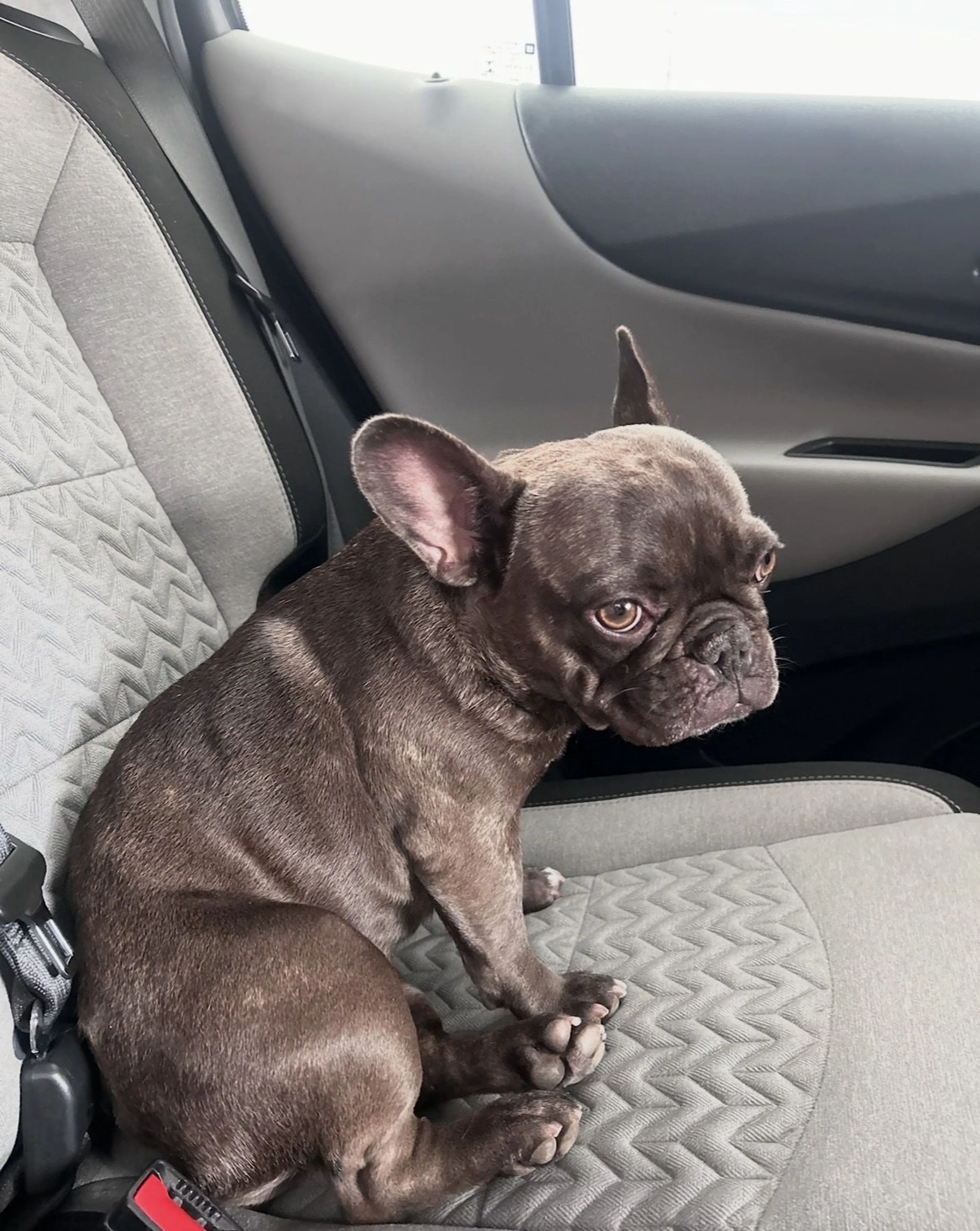 Lost pet-1