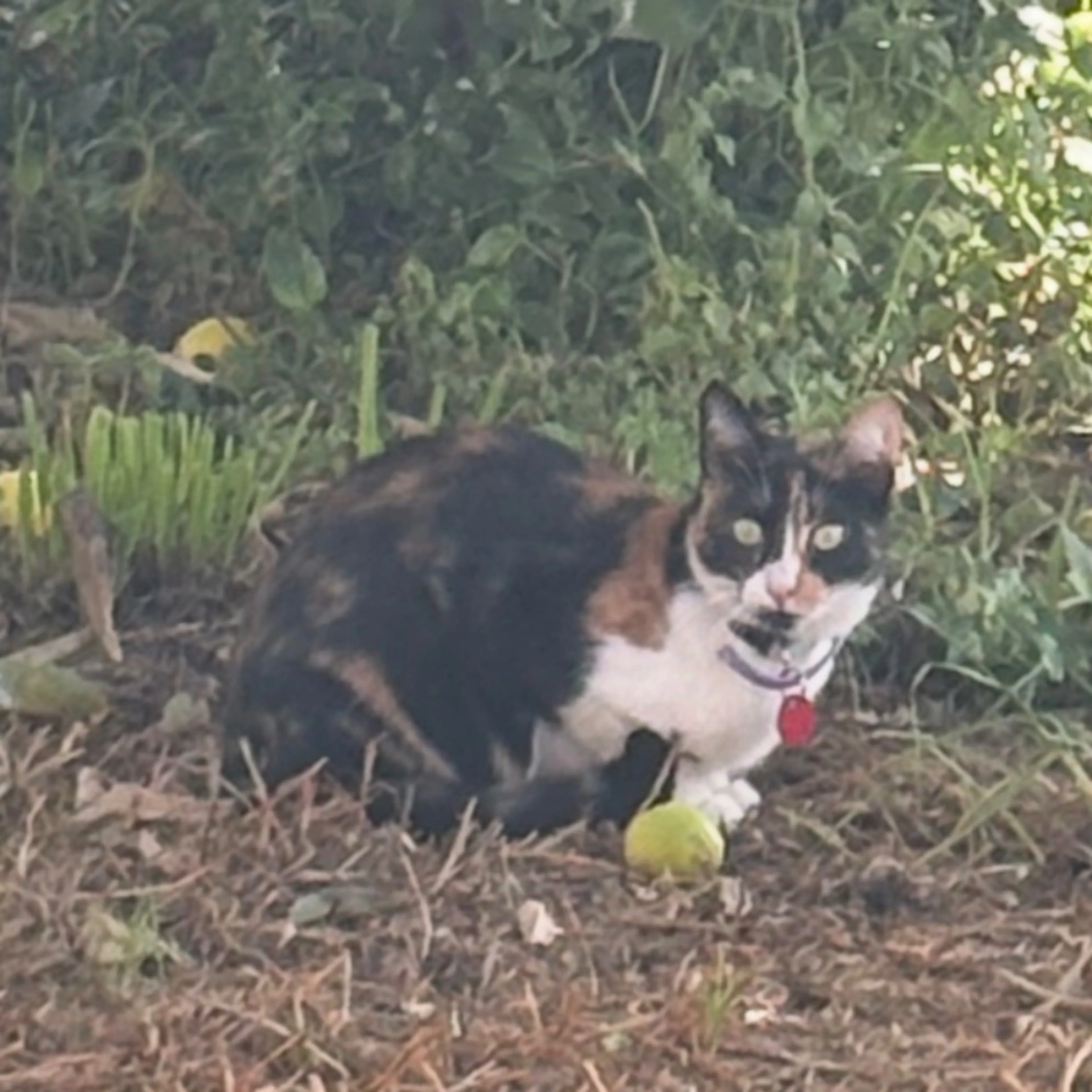 Lost pet