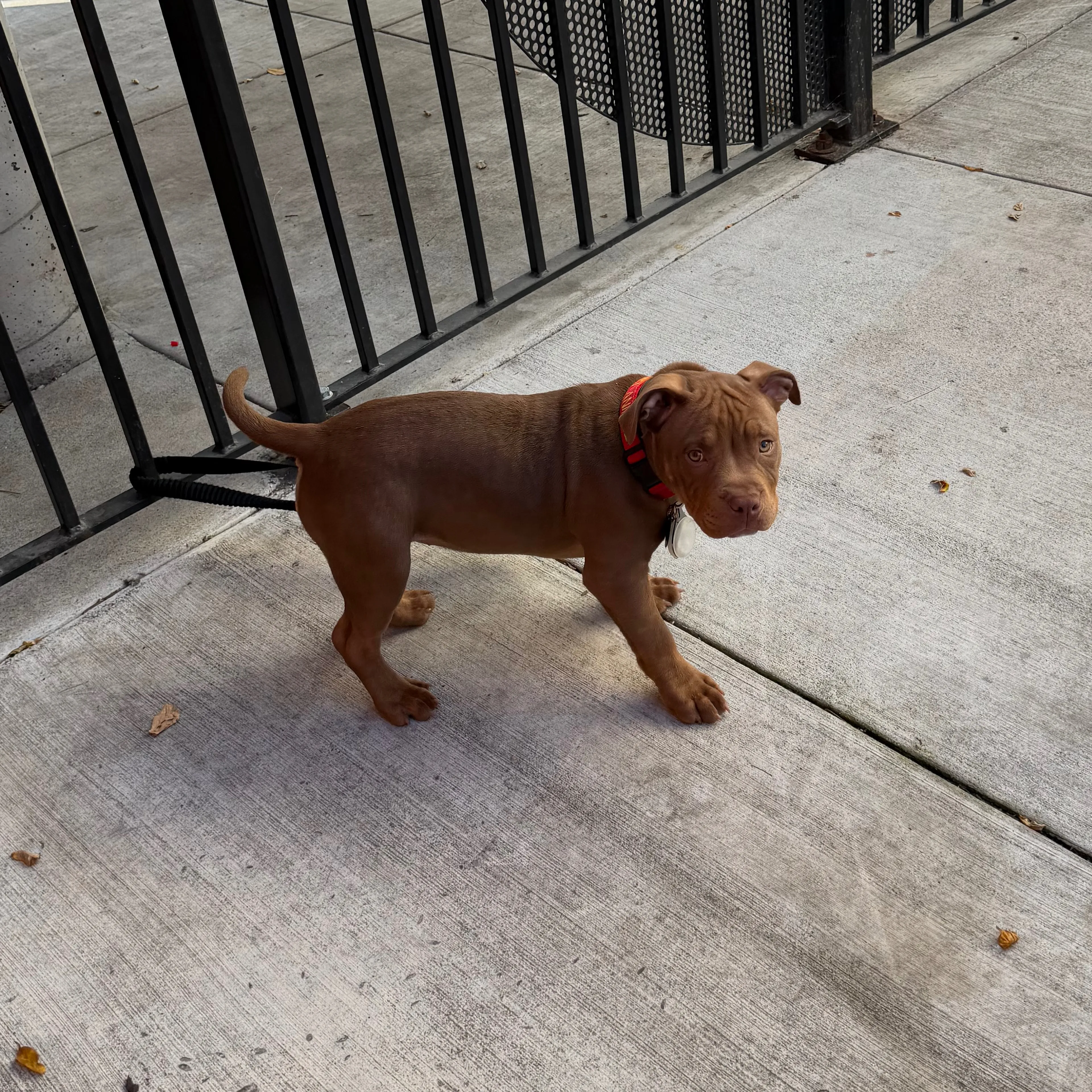 Lost pet-1