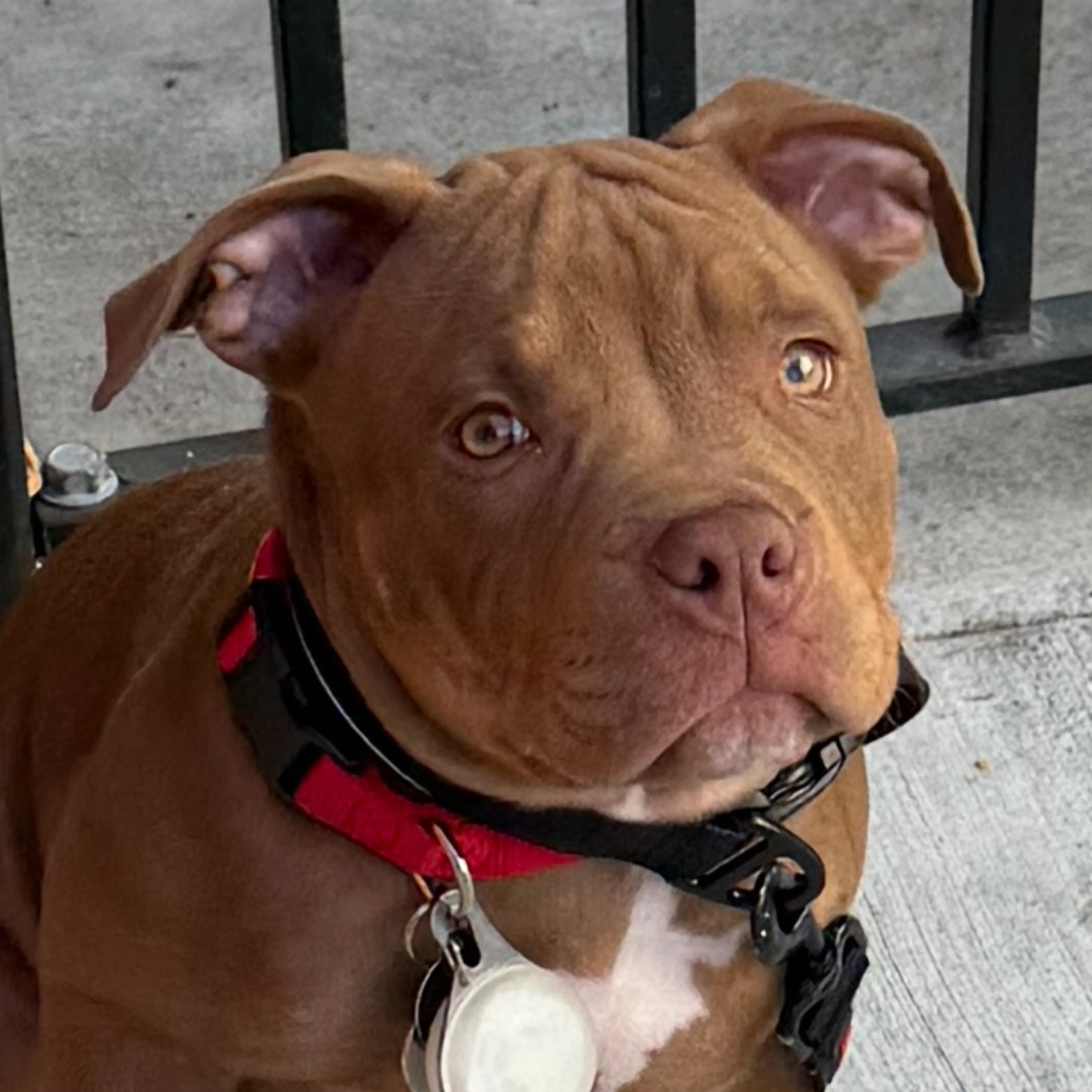 Lost pet-2