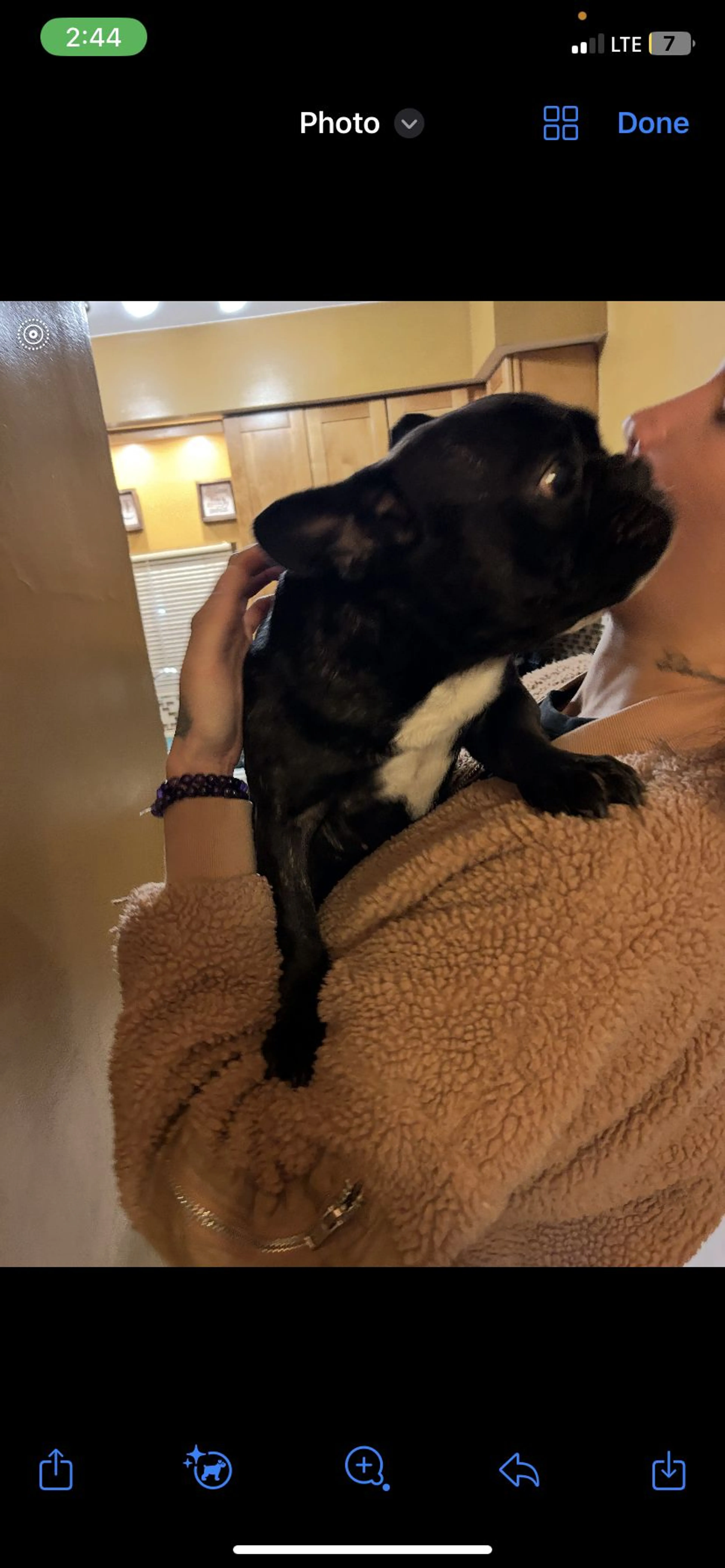 Lost pet