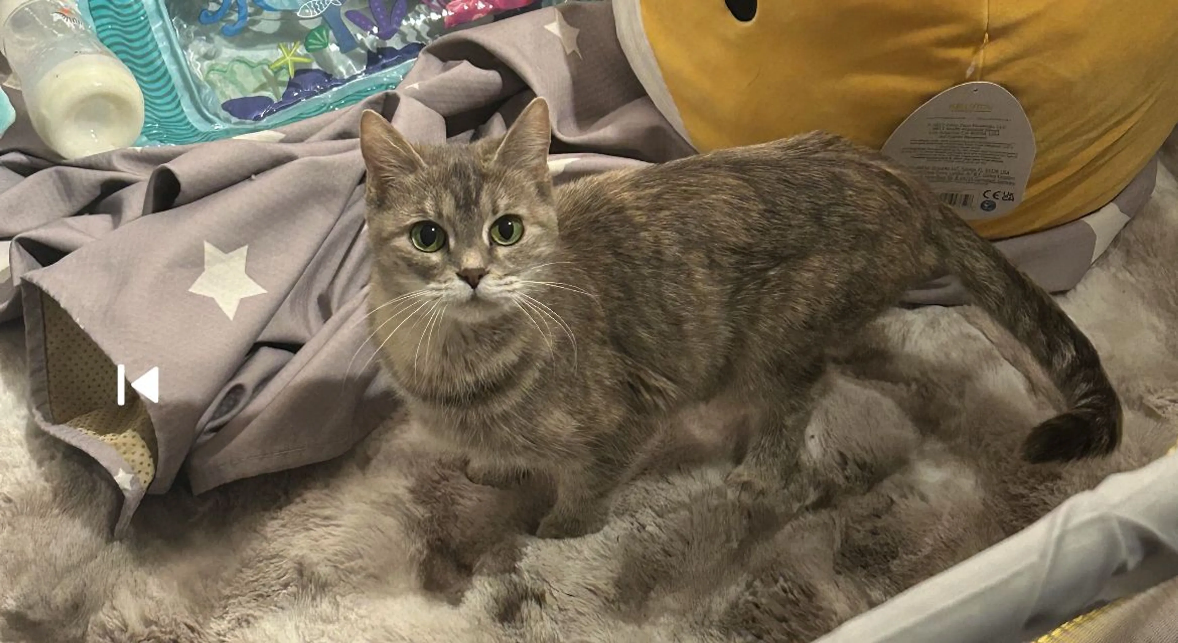Lost pet-0