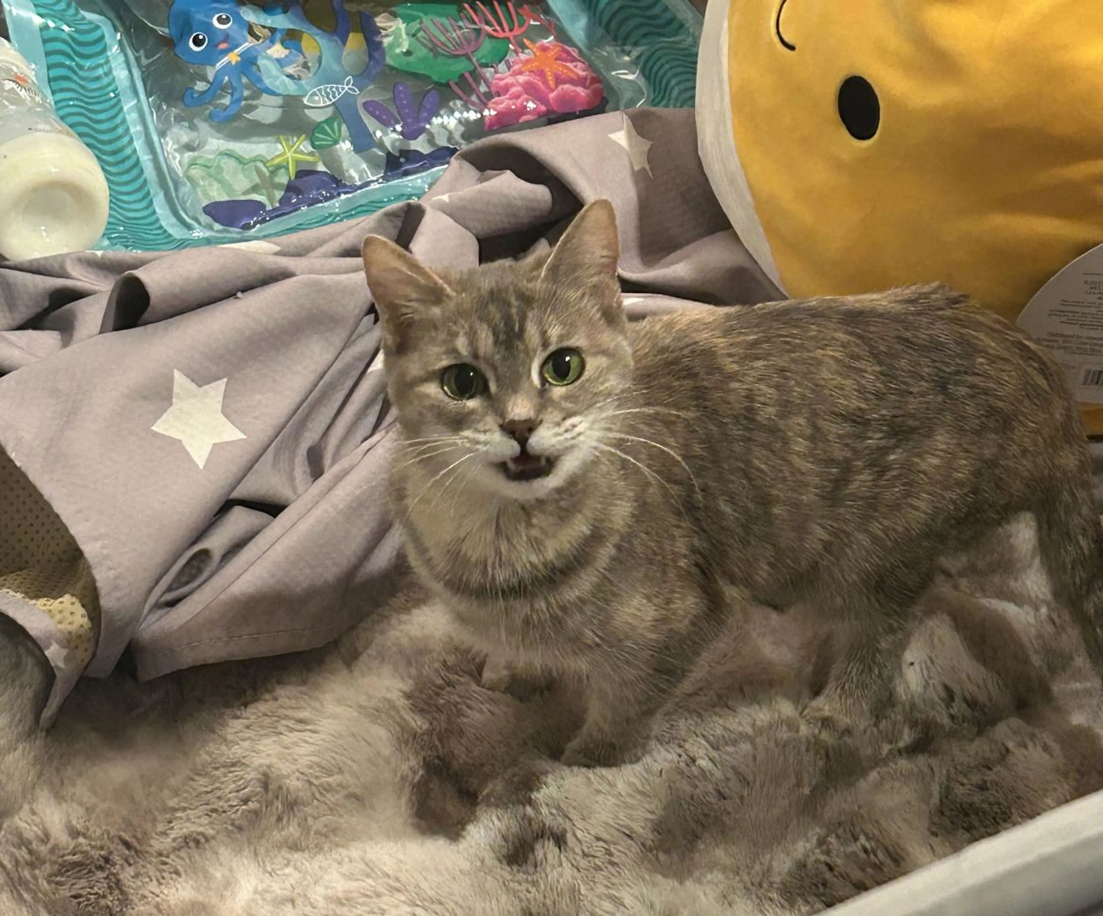 Lost pet-1