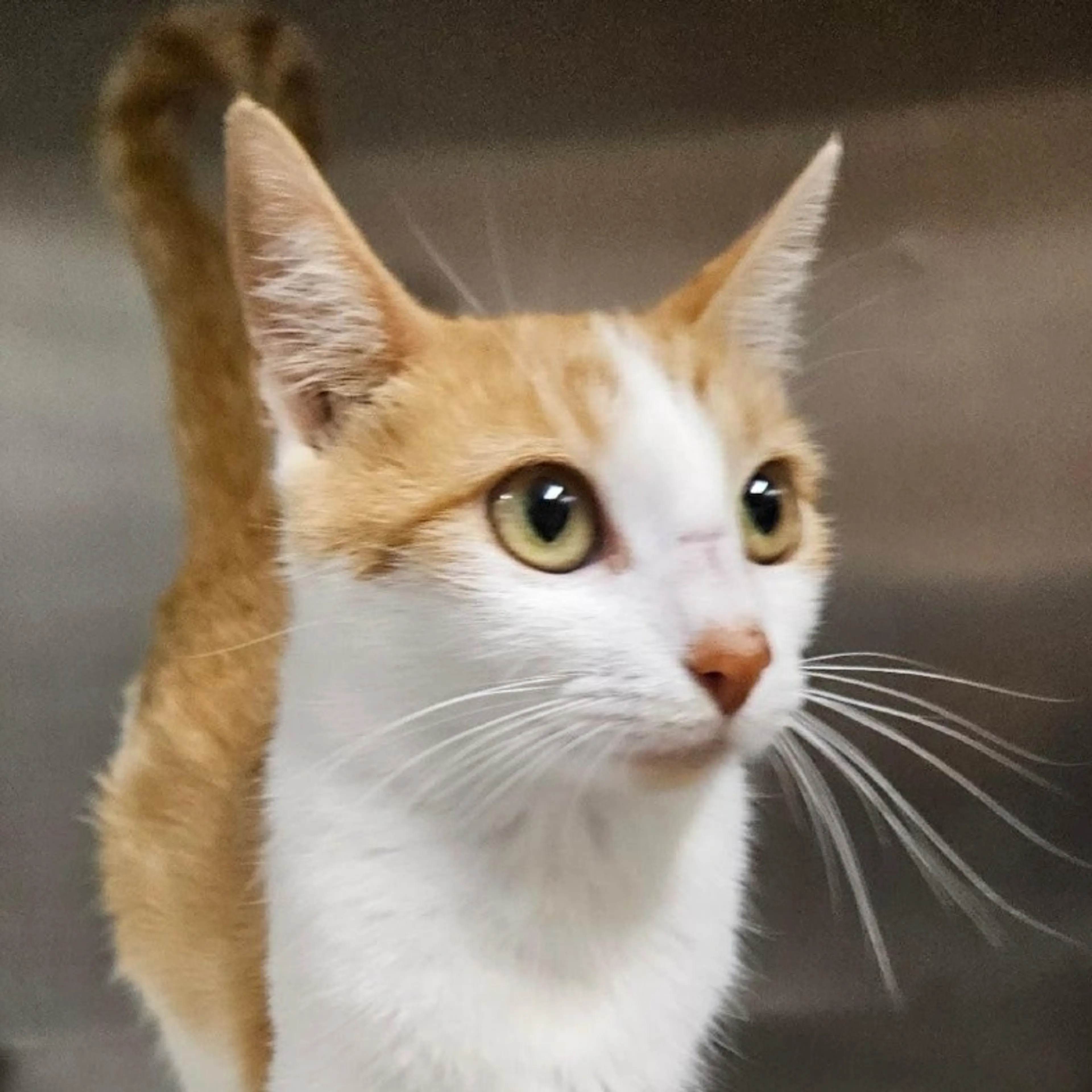 Found pet