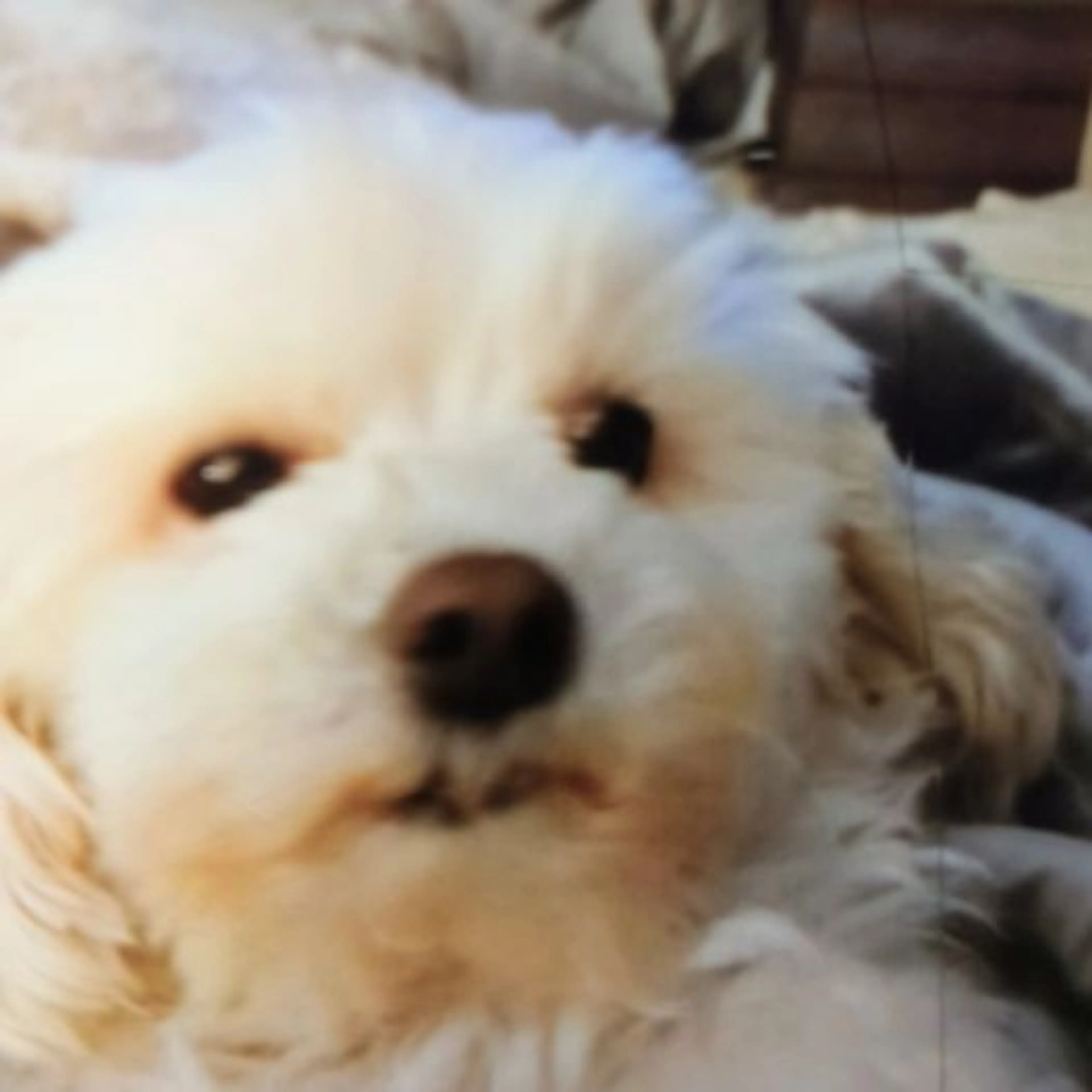 Lost pet