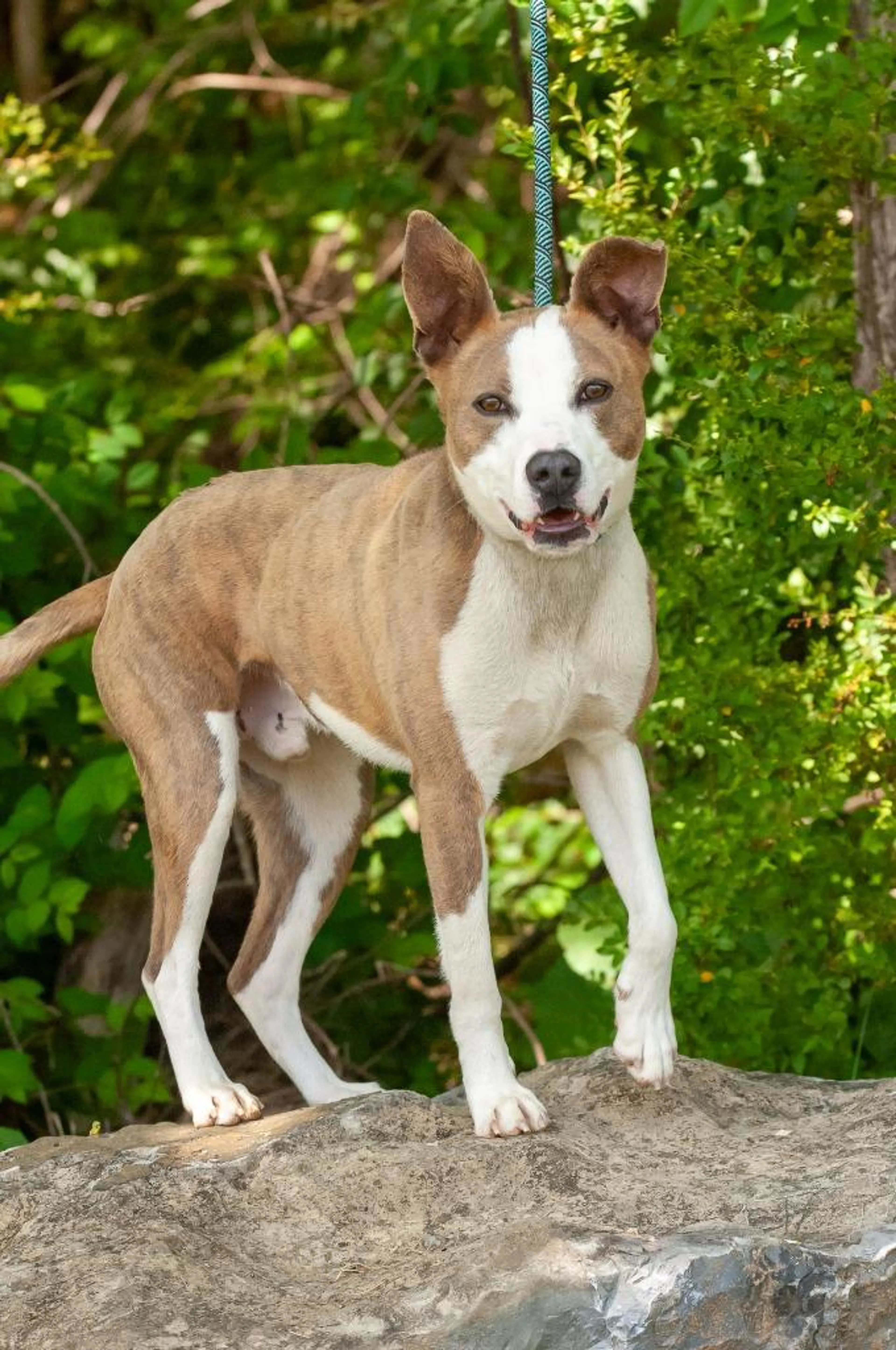 Found pet-1