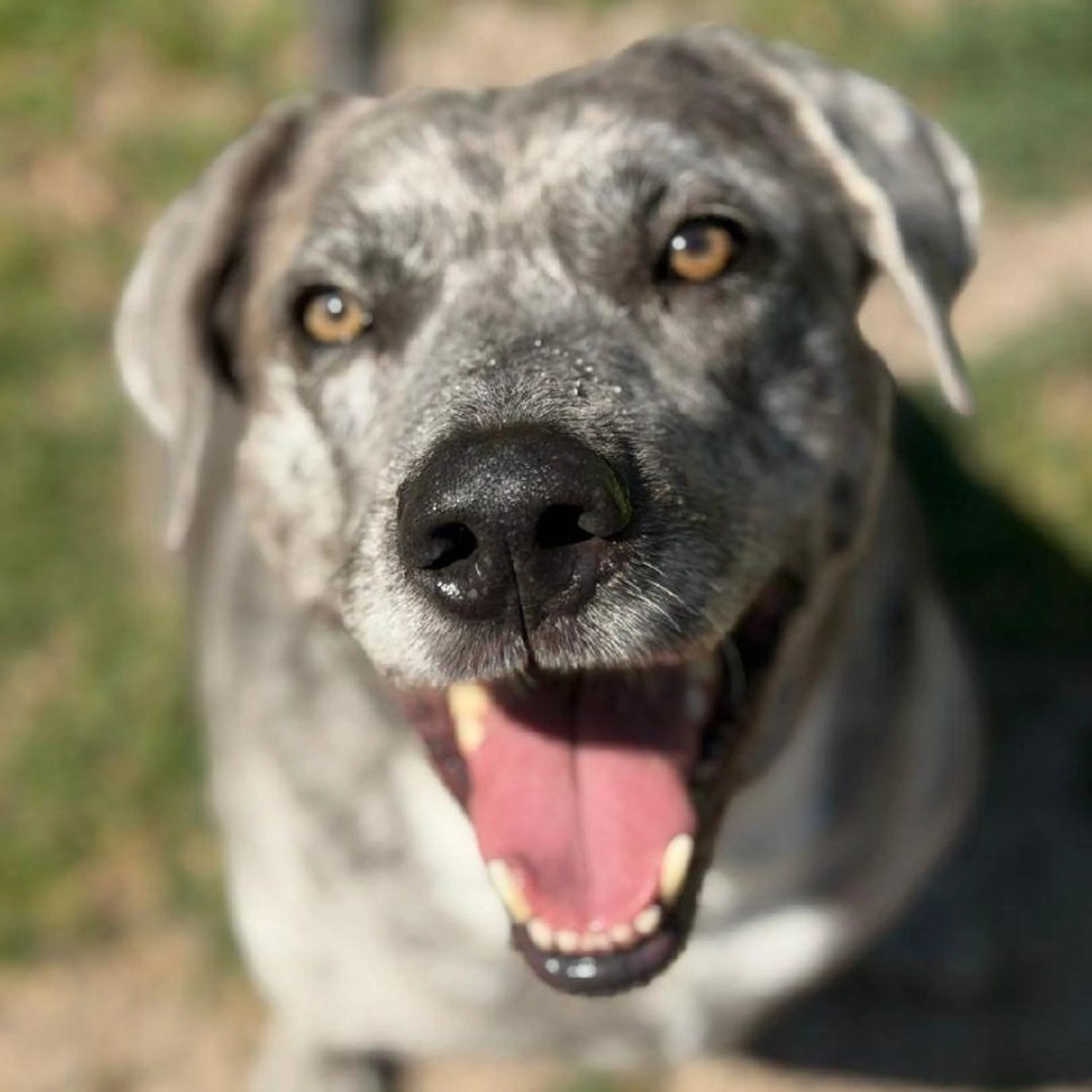 Found pet-1