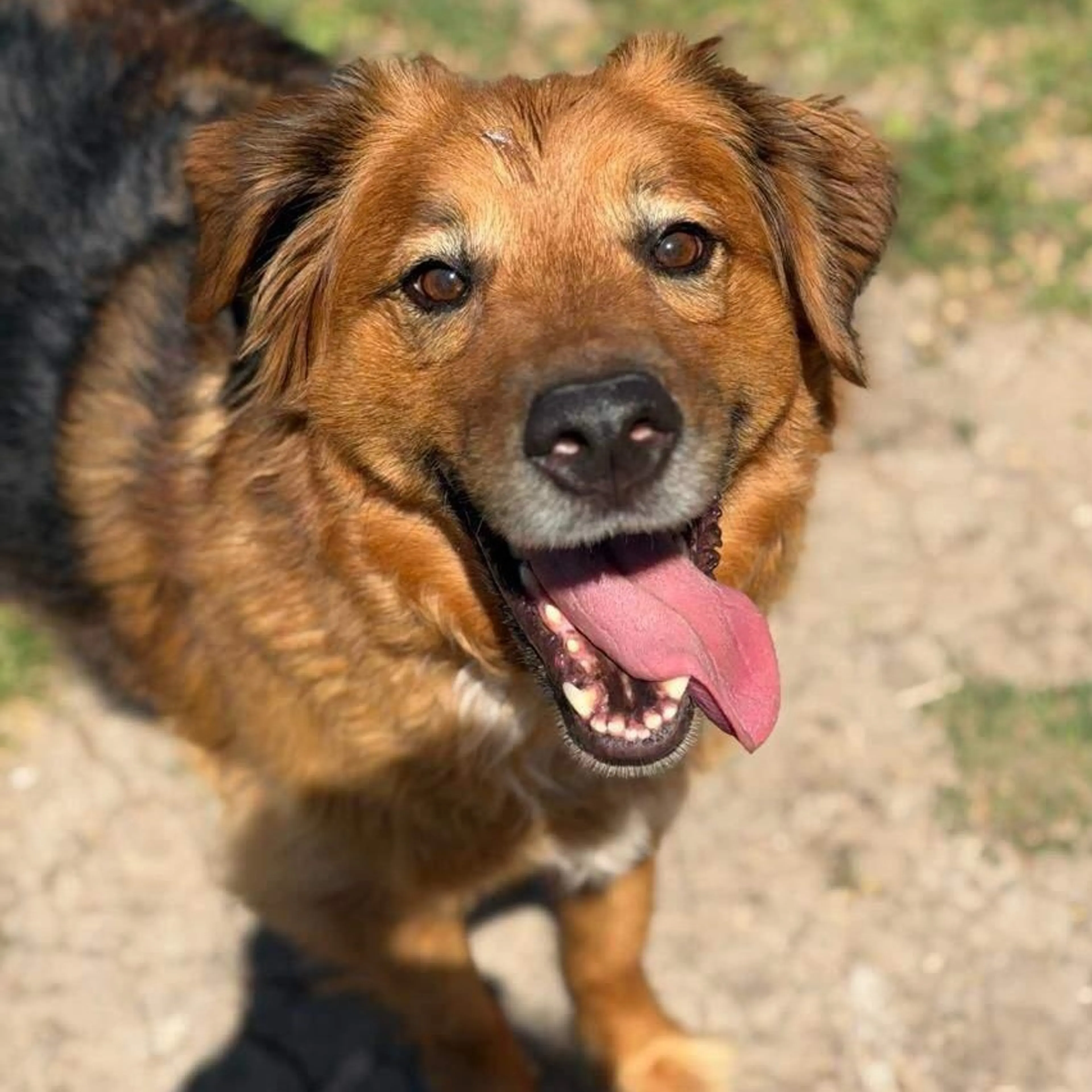Found pet-2