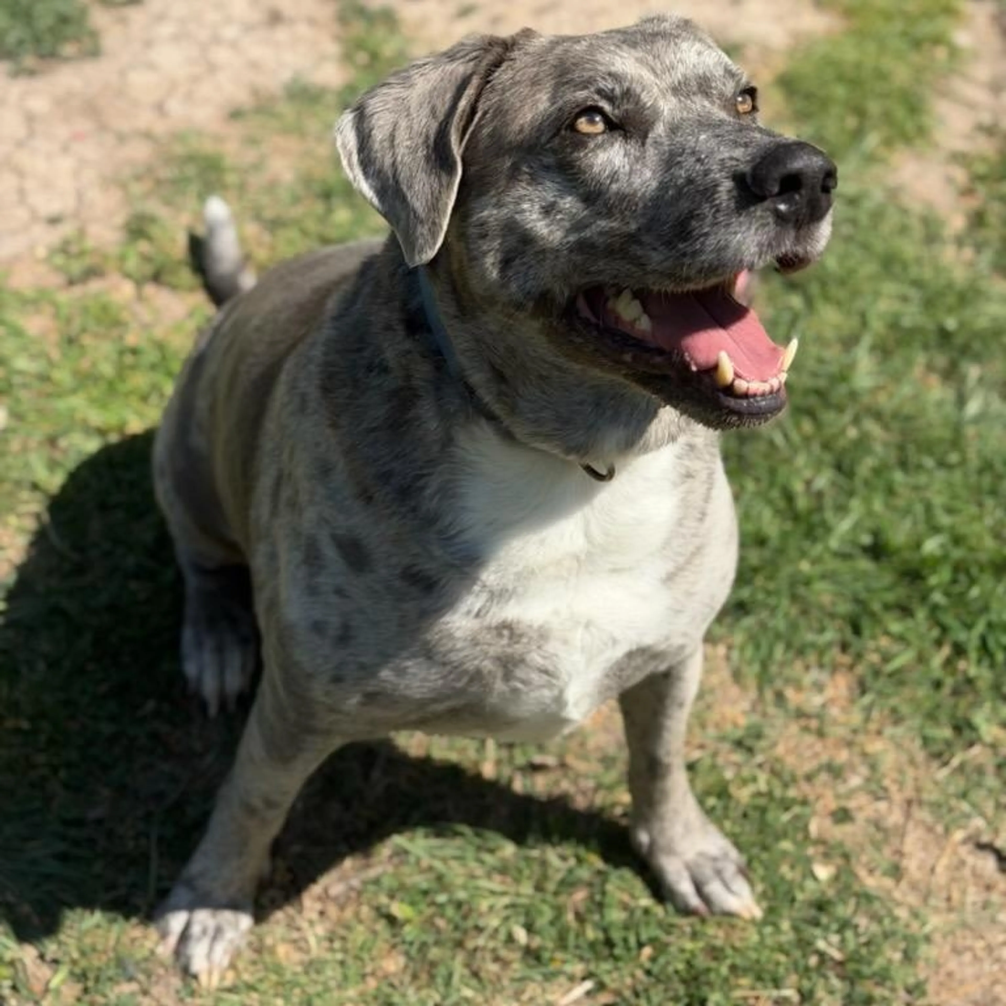 Found pet-4