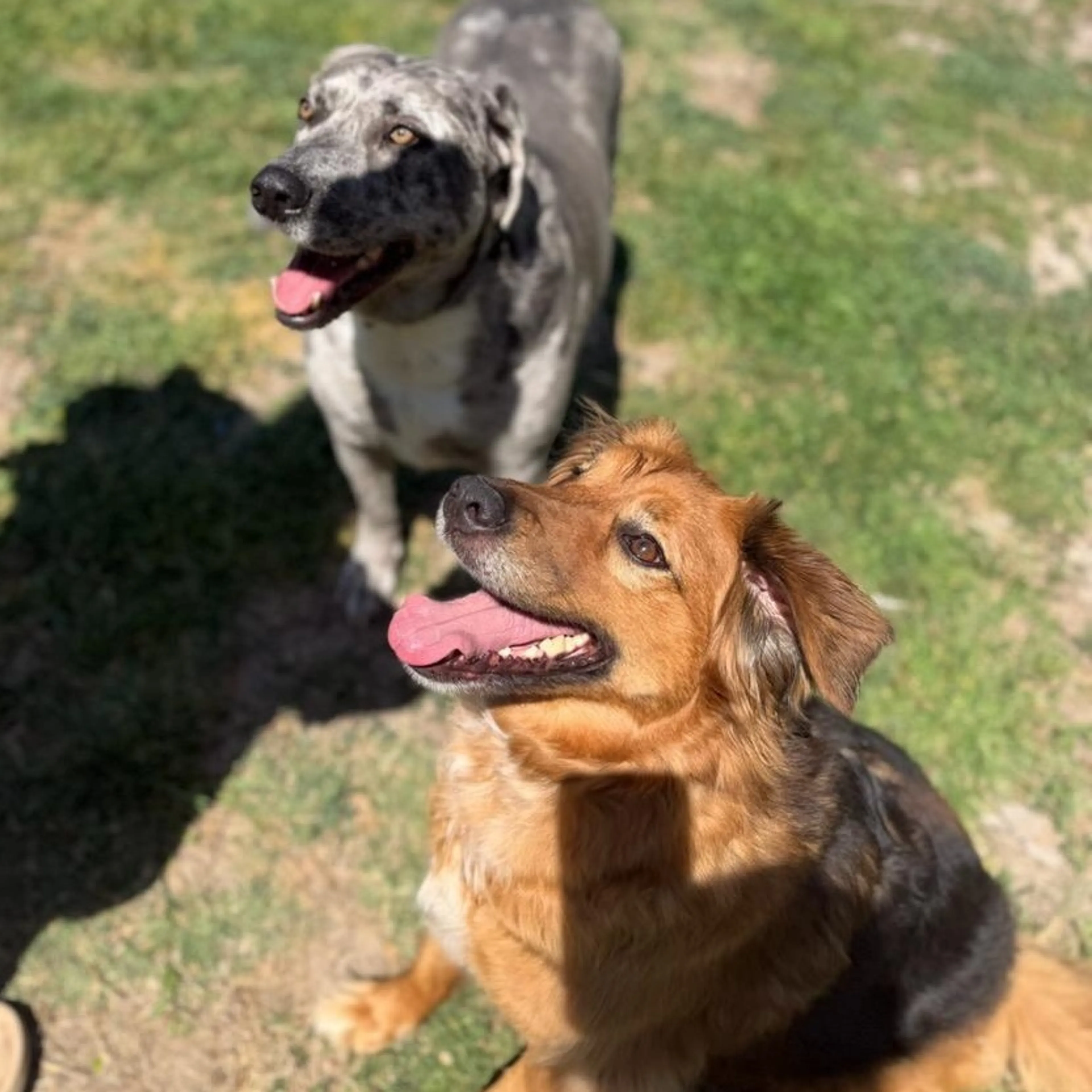 Found pet-3
