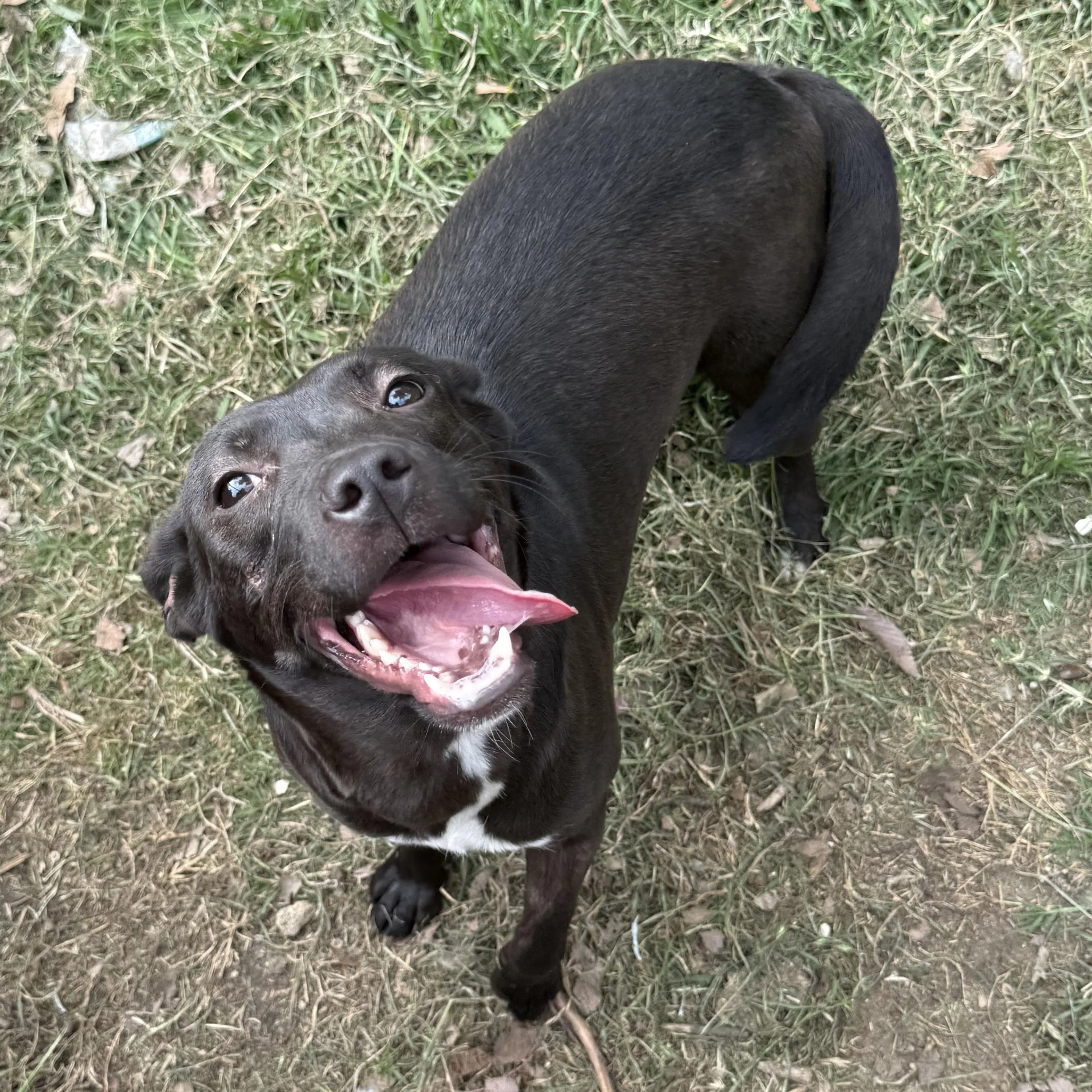 Found pet-3