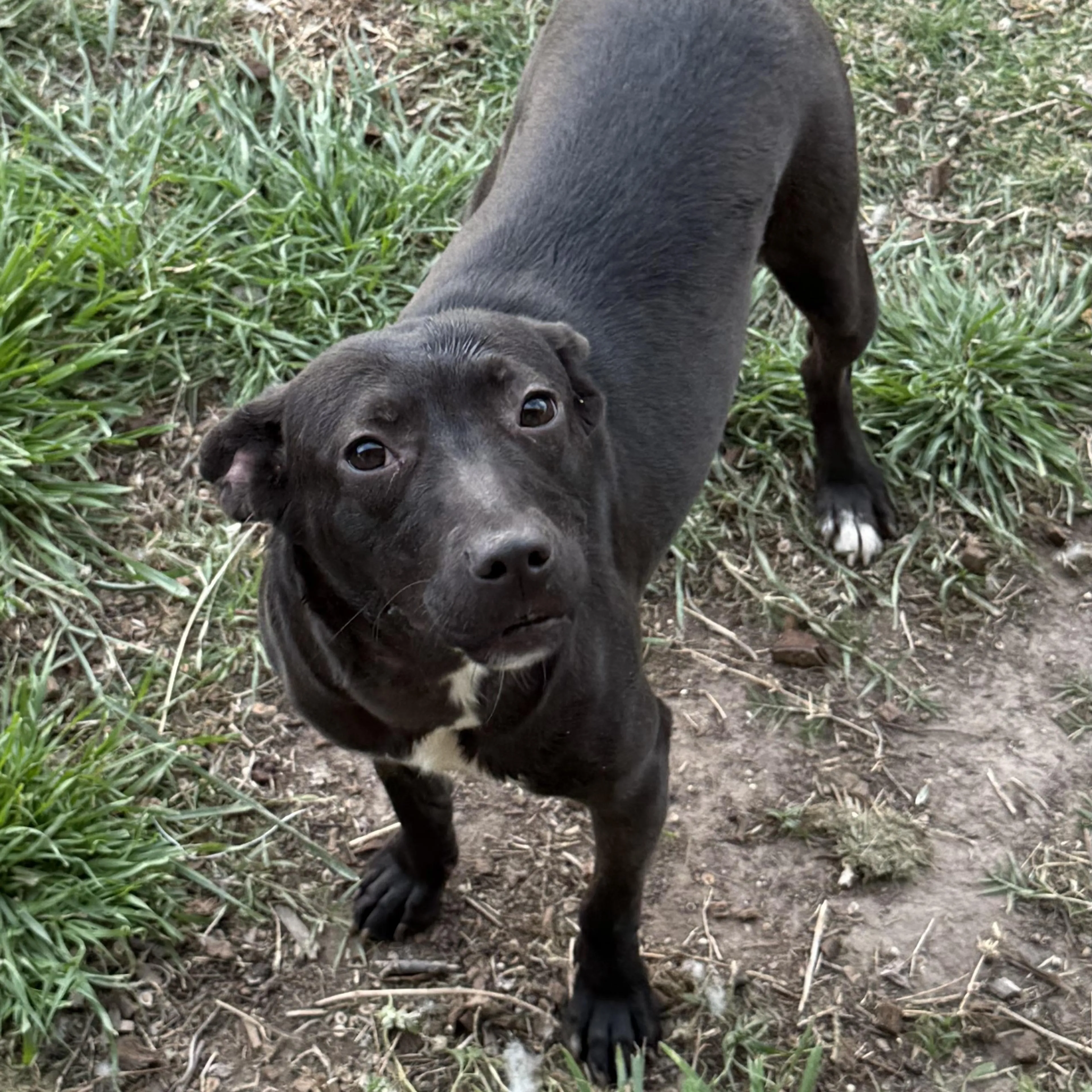 Found pet-4