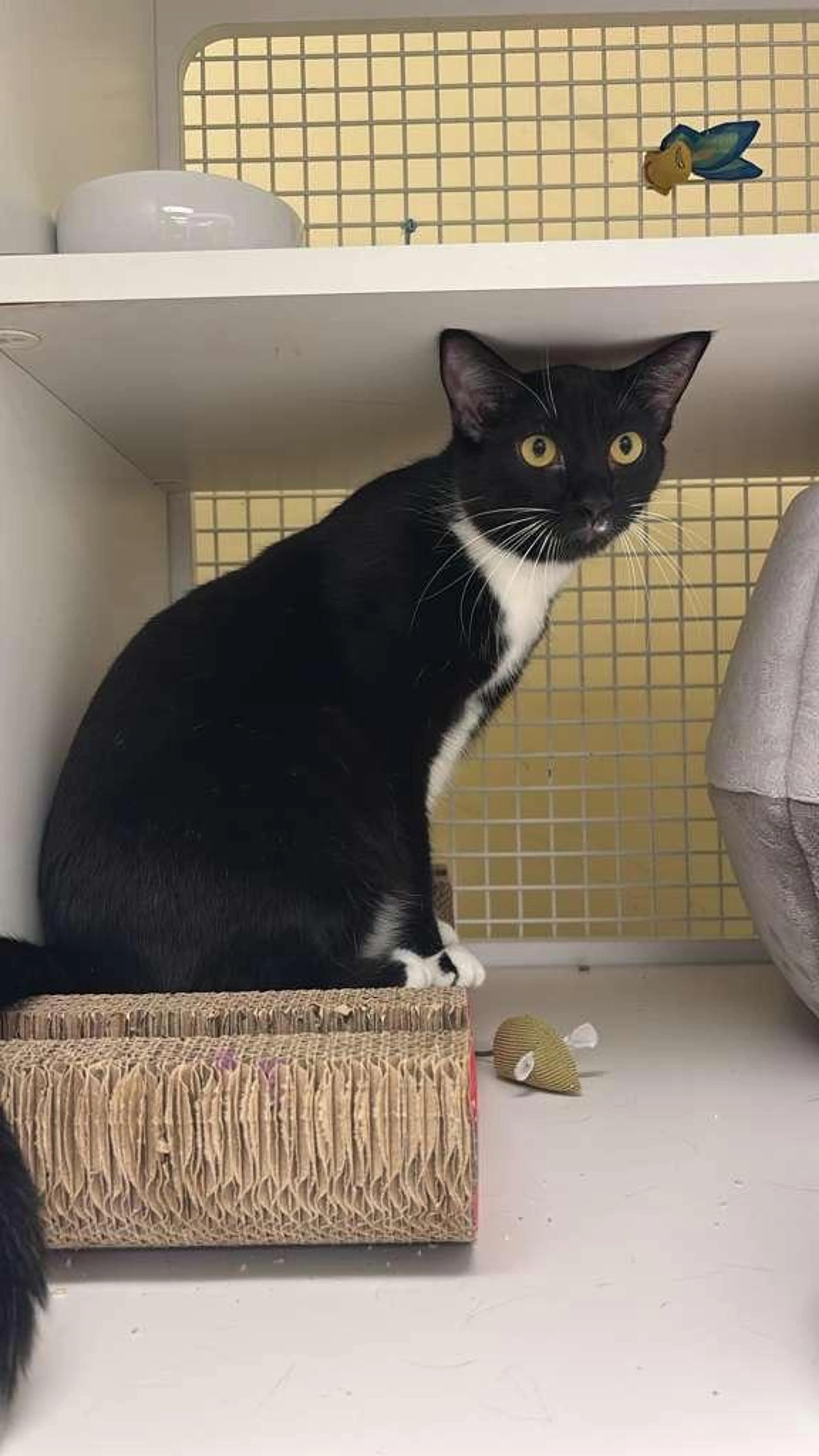 Found pet-3